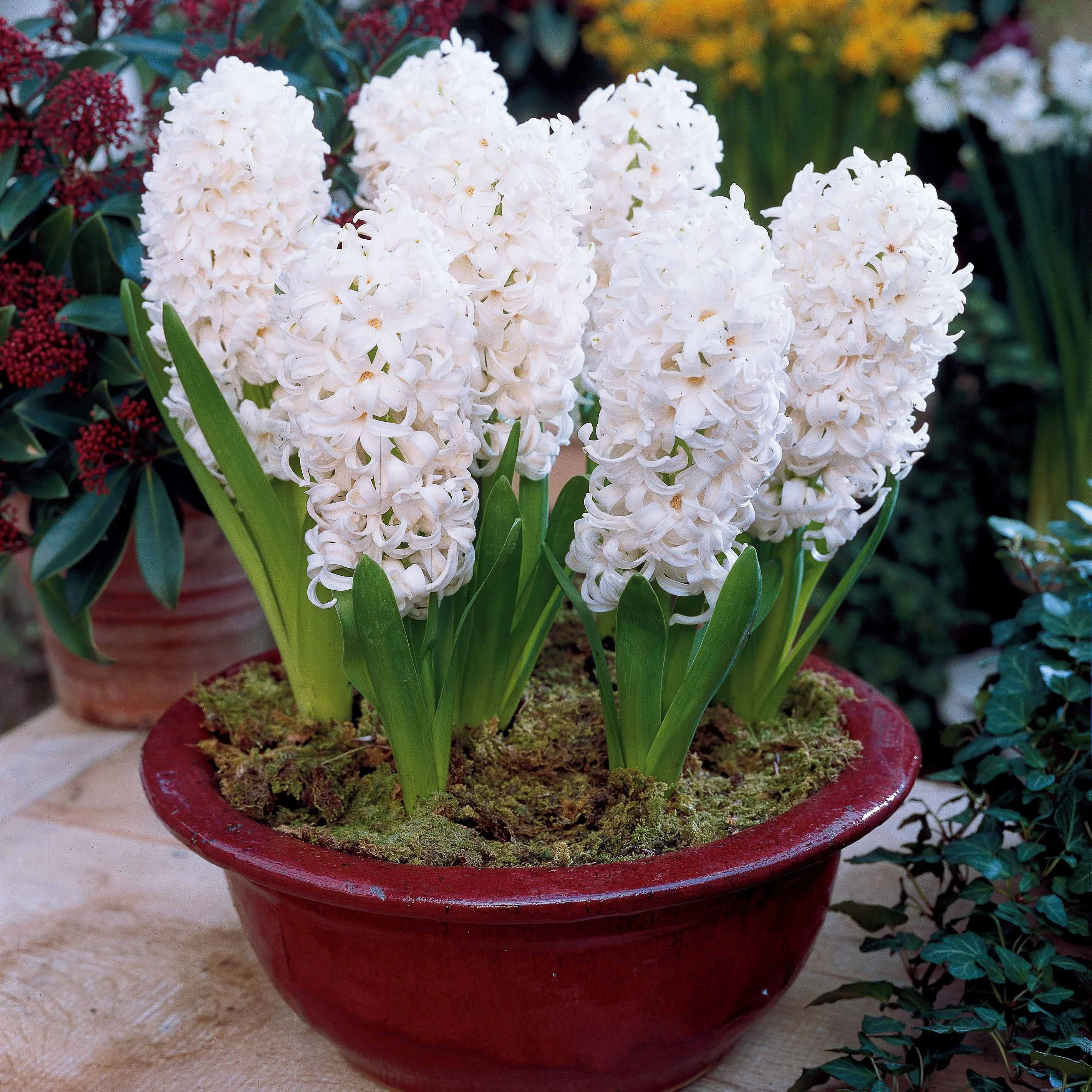 Hyacinthen Collectie: 'Ostara' + 'Jan Bos' + 'Carnegie' (x9) - Image 3