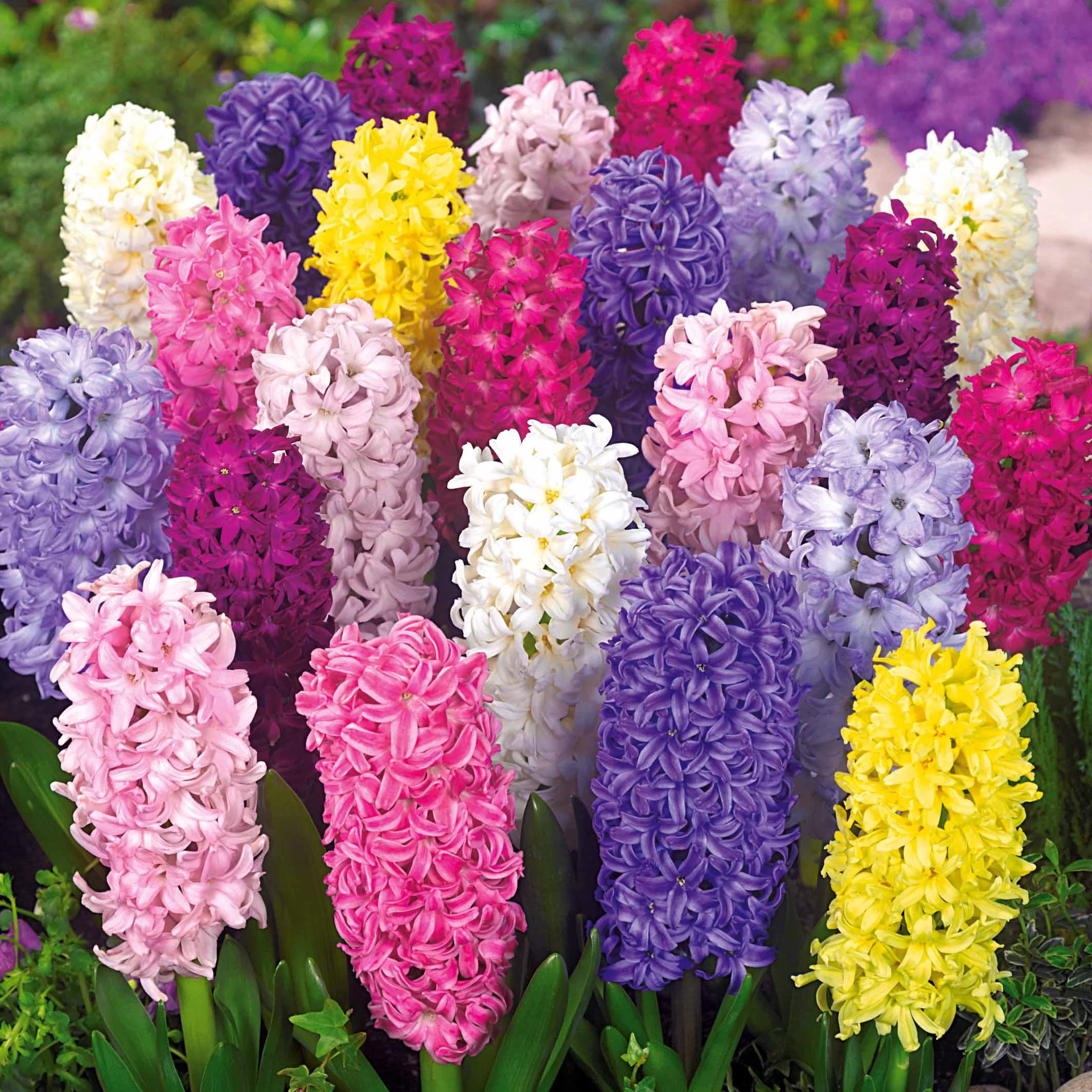 Hyacinthen gemengd - Image 3