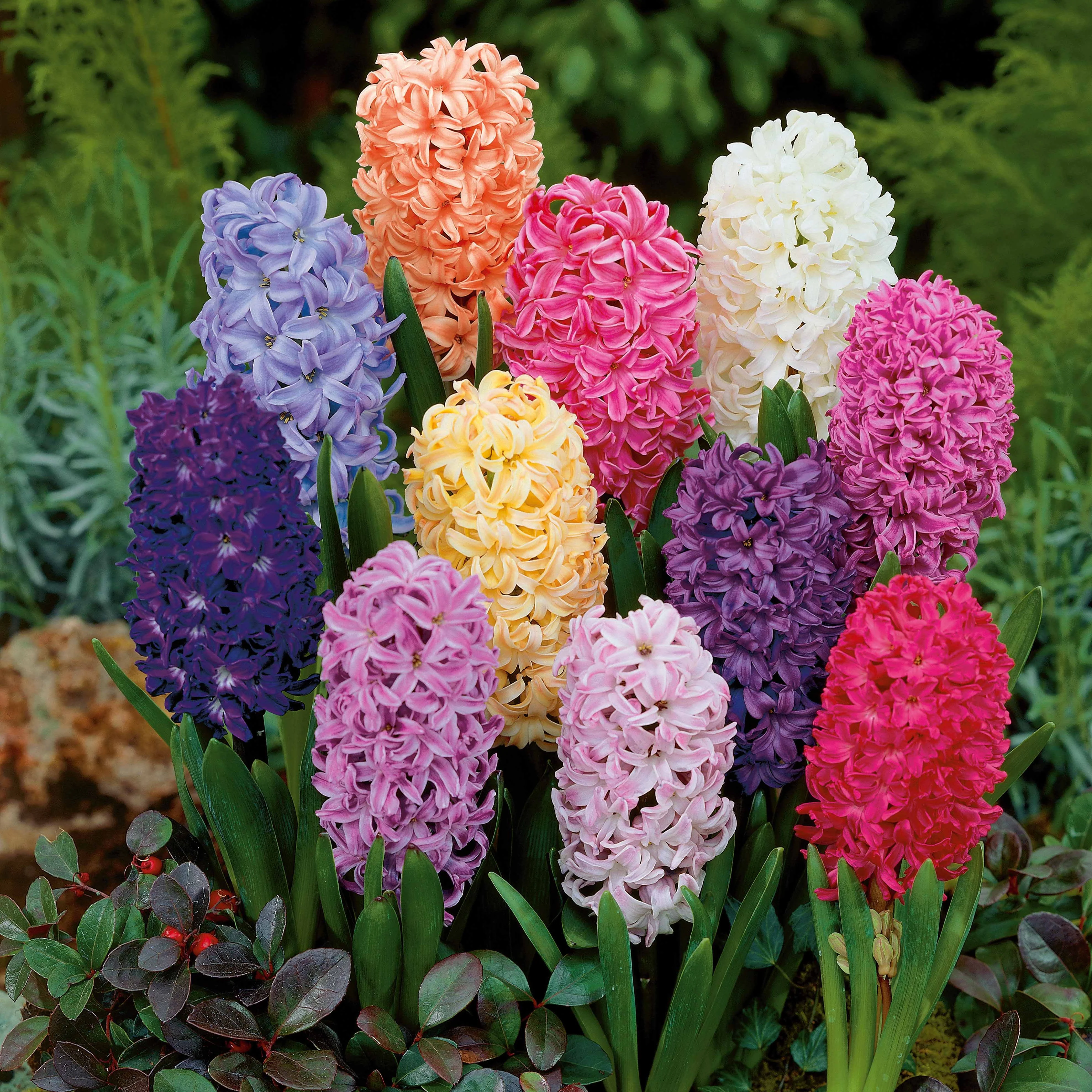 Hyacinthen gemengd - Image 4