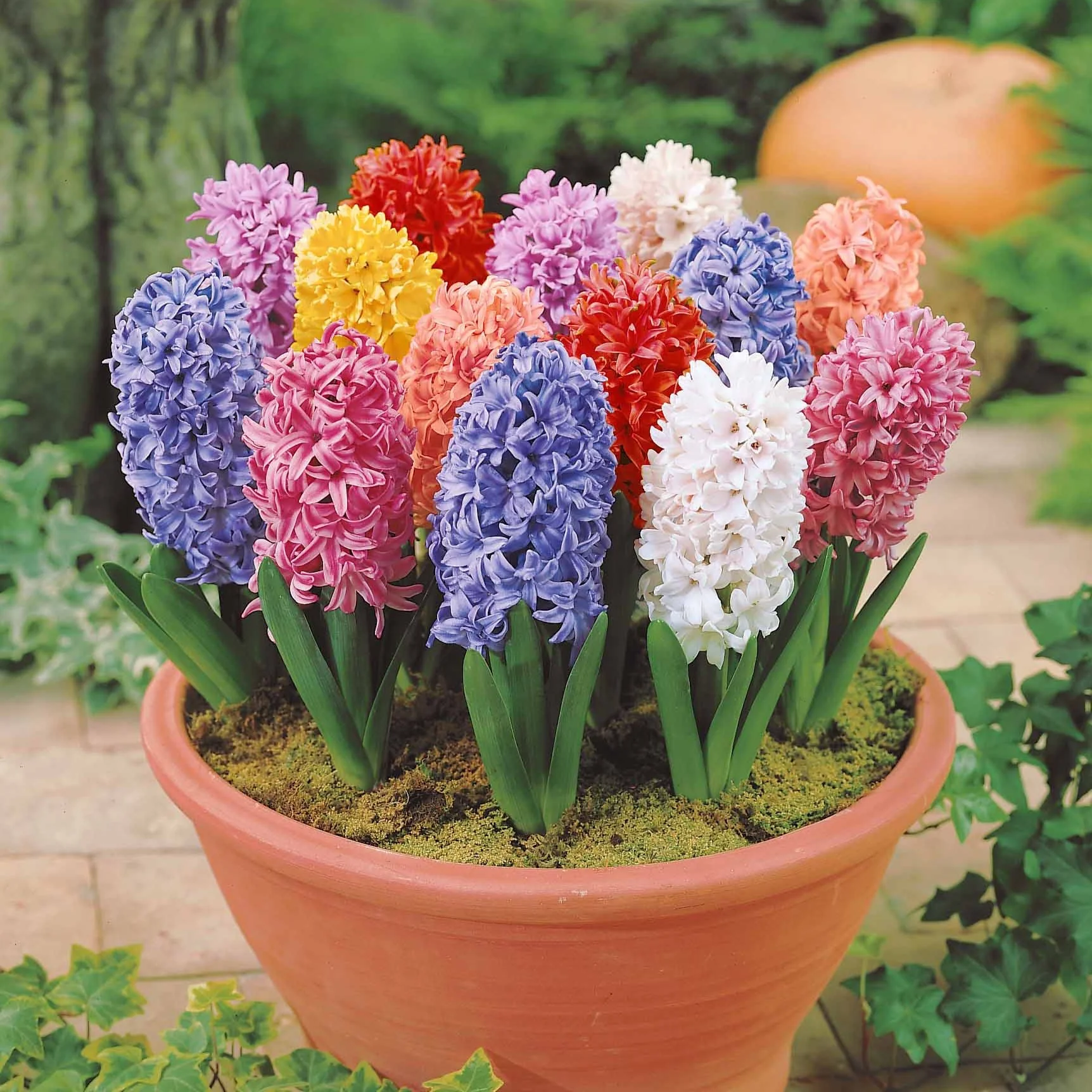 Hyacinthen gemengd - Image 5