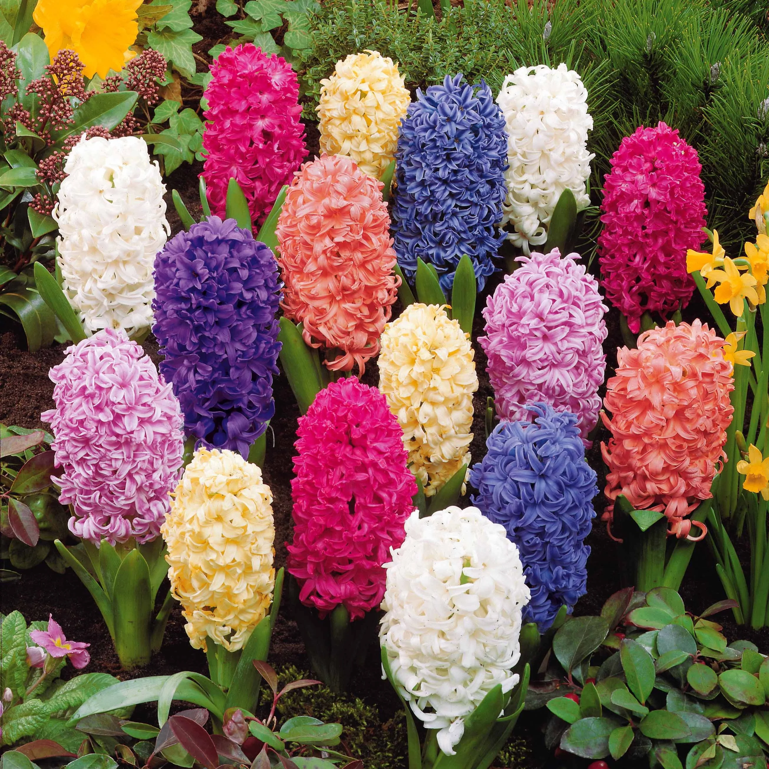 Hyacinthen gemengd - Image 6