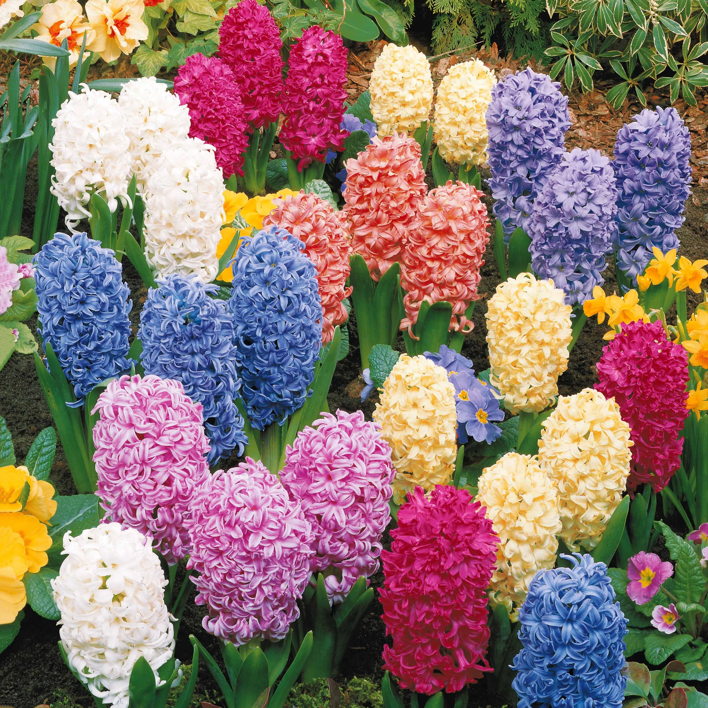 Hyacinthen gemengd - Image 7
