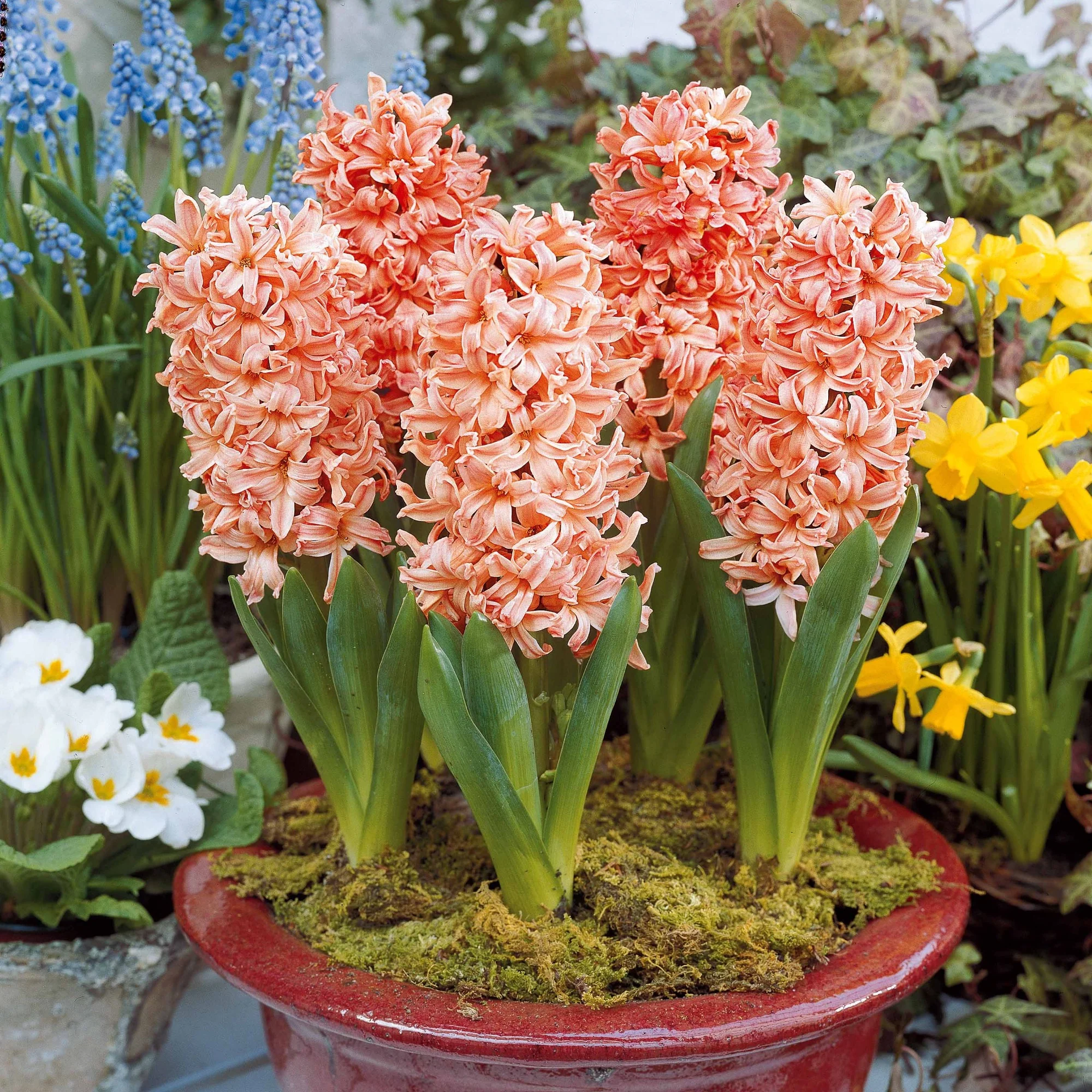 Hyacinthen 'Gipsy Queen' (x6) - Image 3