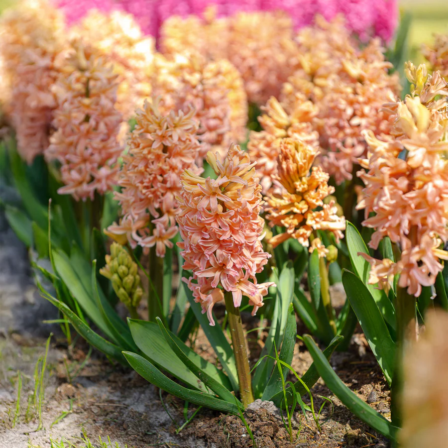 Hyacinthen 'Gipsy Queen' (x6) - Image 4
