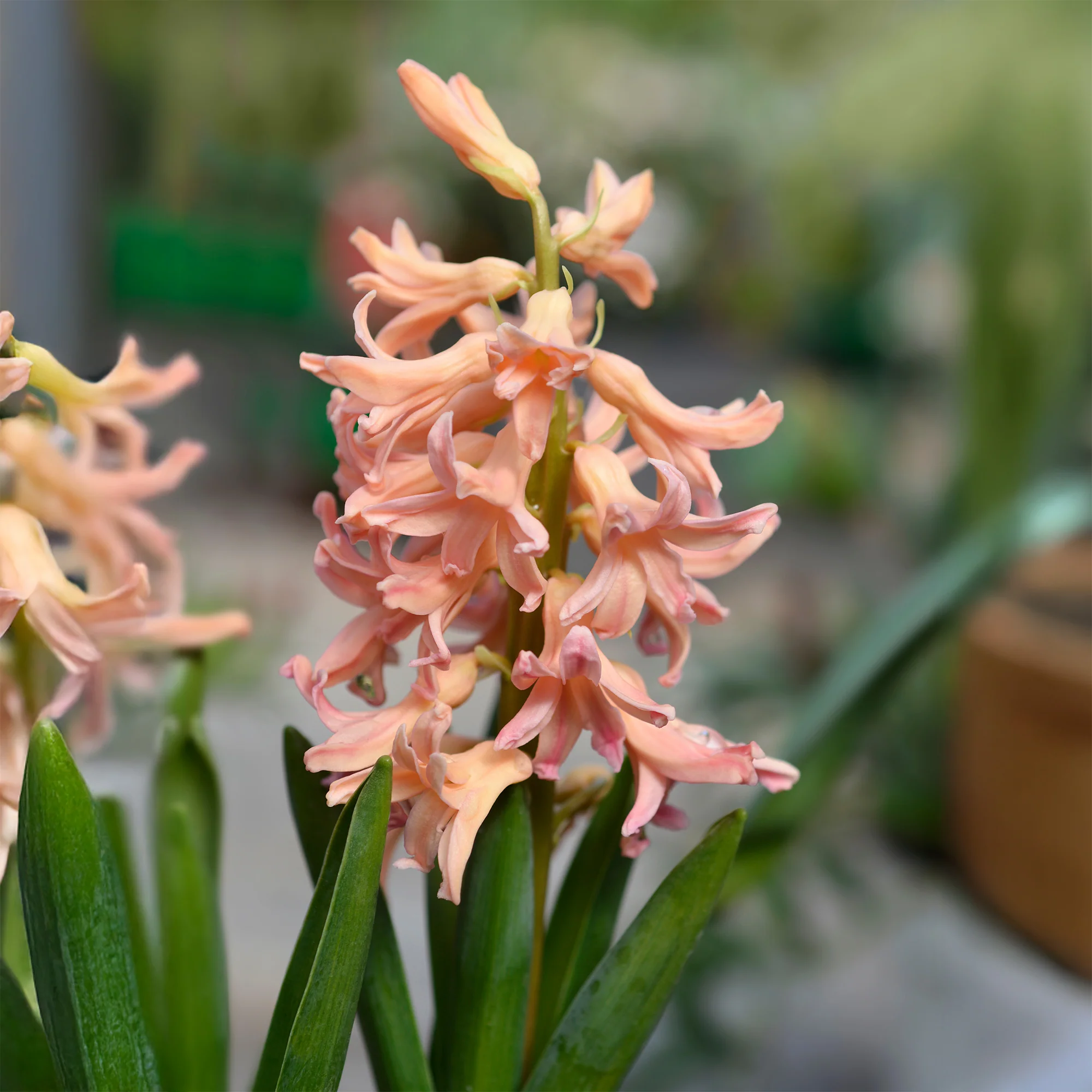 Hyacinthen 'Gipsy Queen' (x6) - Image 5