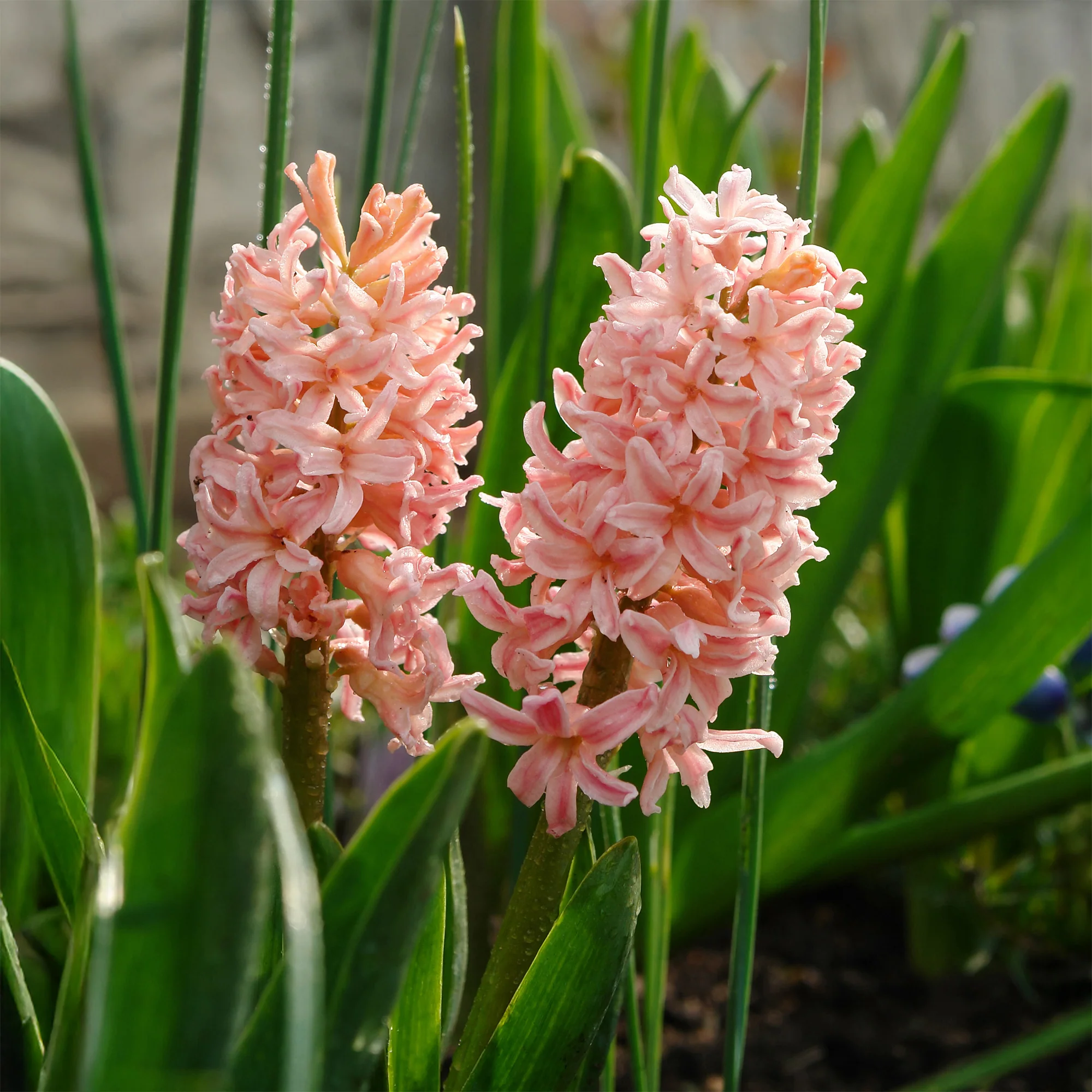 Hyacinthen 'Gipsy Queen' (x6) - Image 6