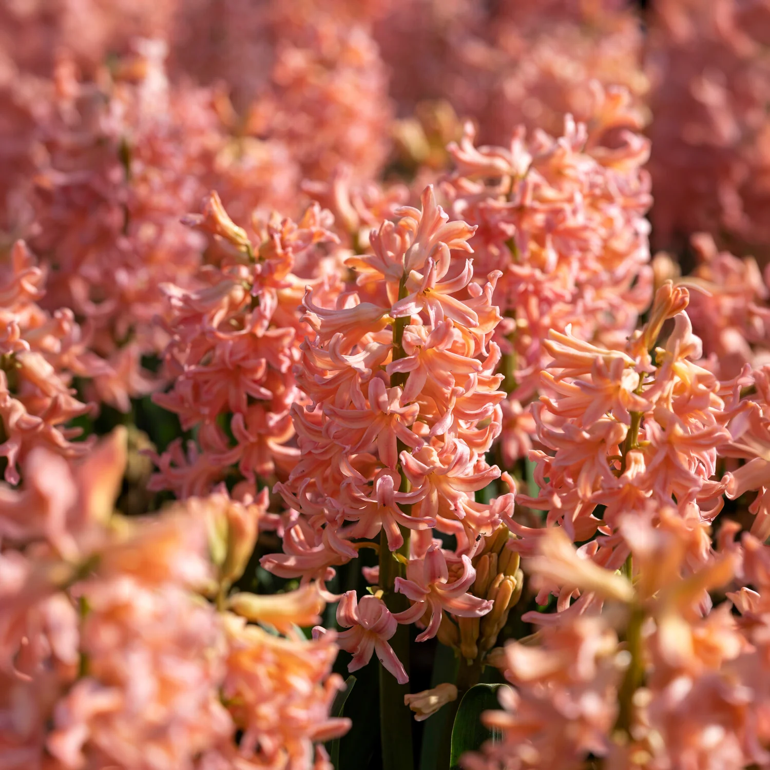 Hyacinthen 'Gipsy Queen' (x6) - Image 7