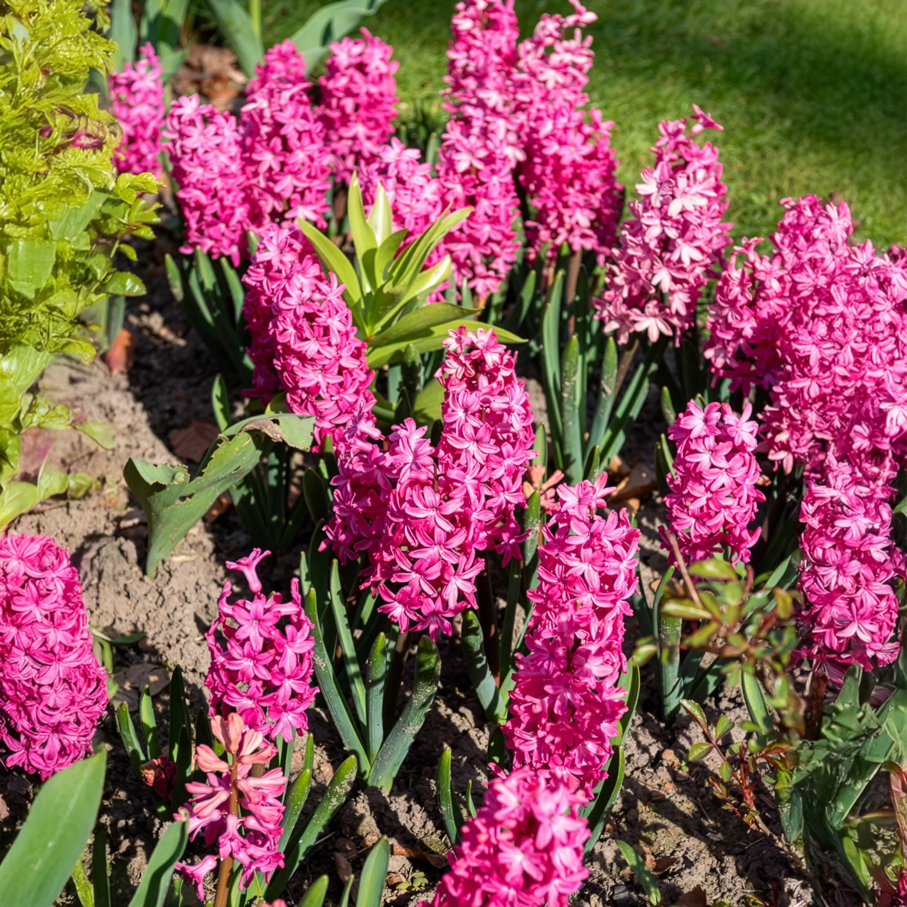 Hyacinthen 'Jan Bos' (x6) - Image 3