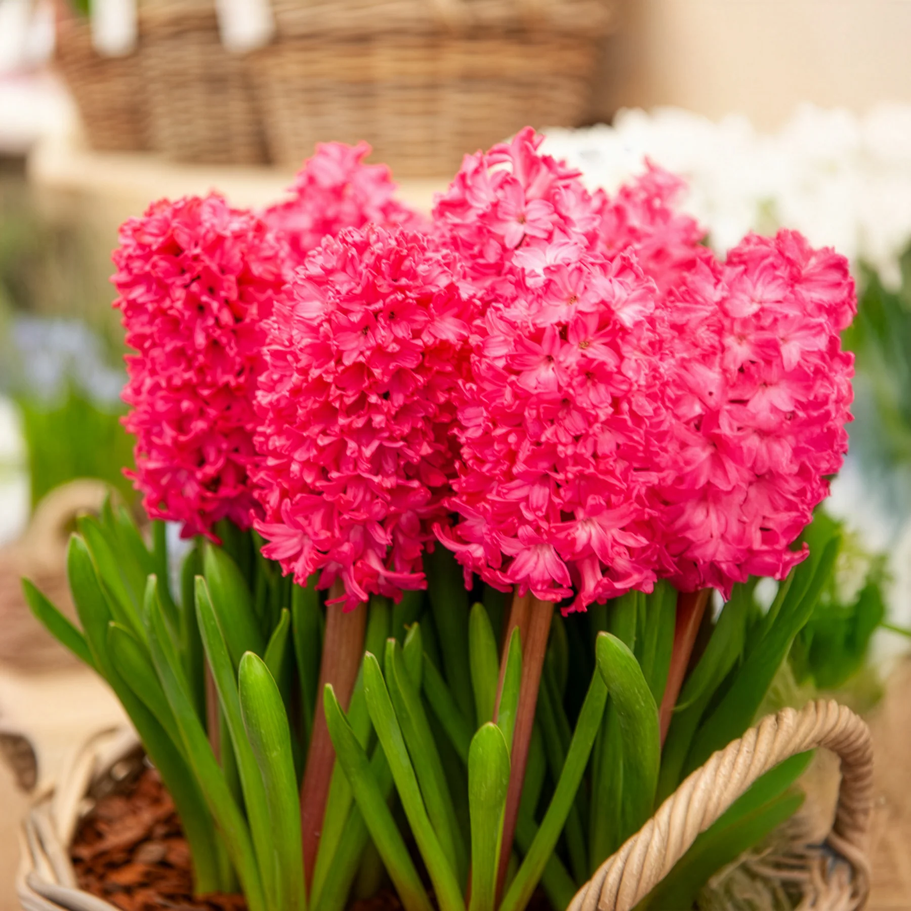Hyacinthen 'Jan Bos' (x6) - Image 4