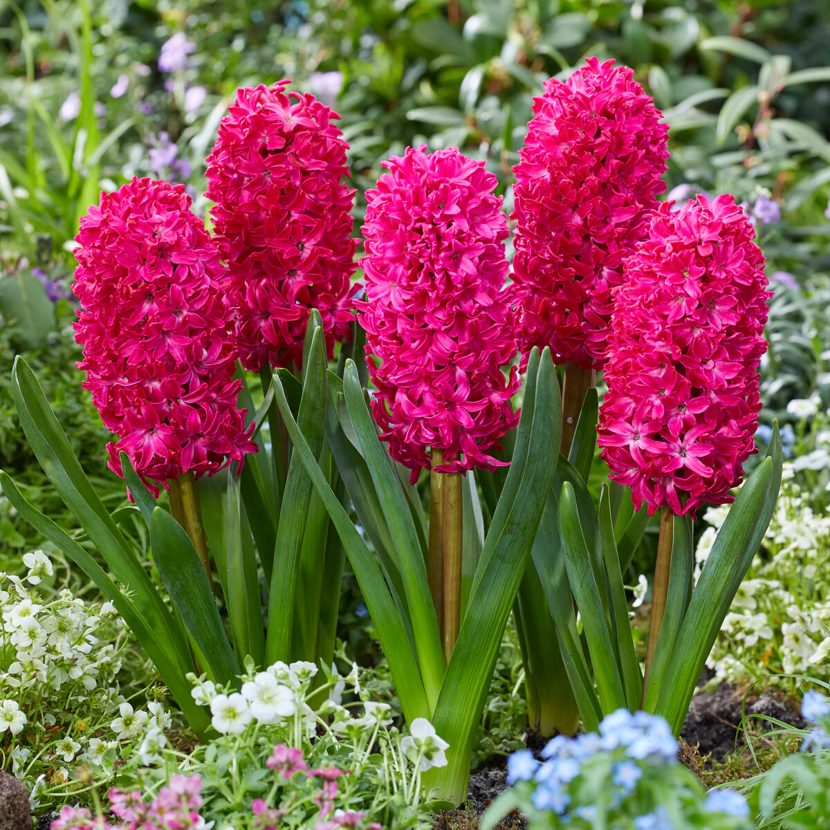 Hyacinthen 'Jan Bos' (x6) - Image 5
