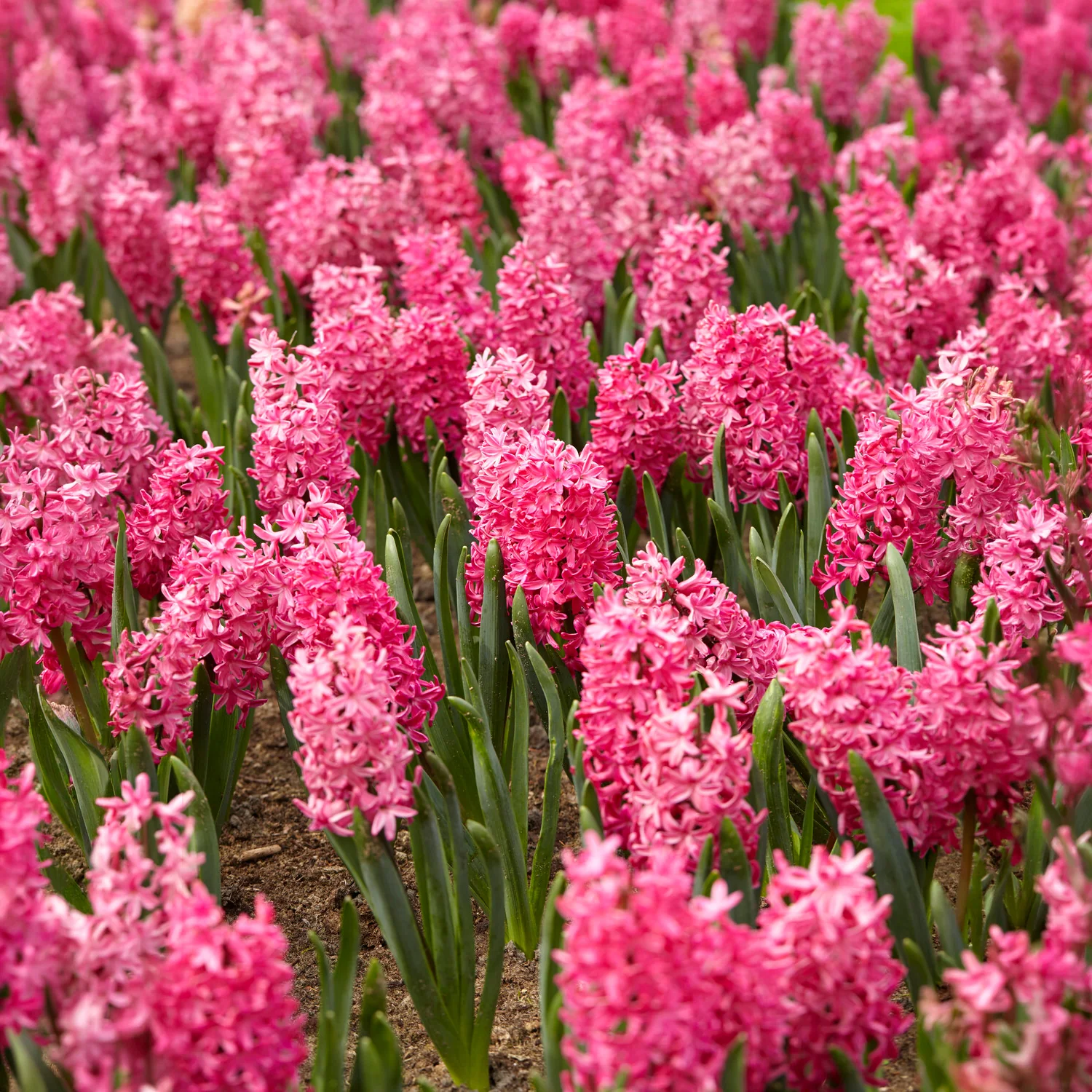 Hyacinthen 'Jan Bos' (x6) - Image 6