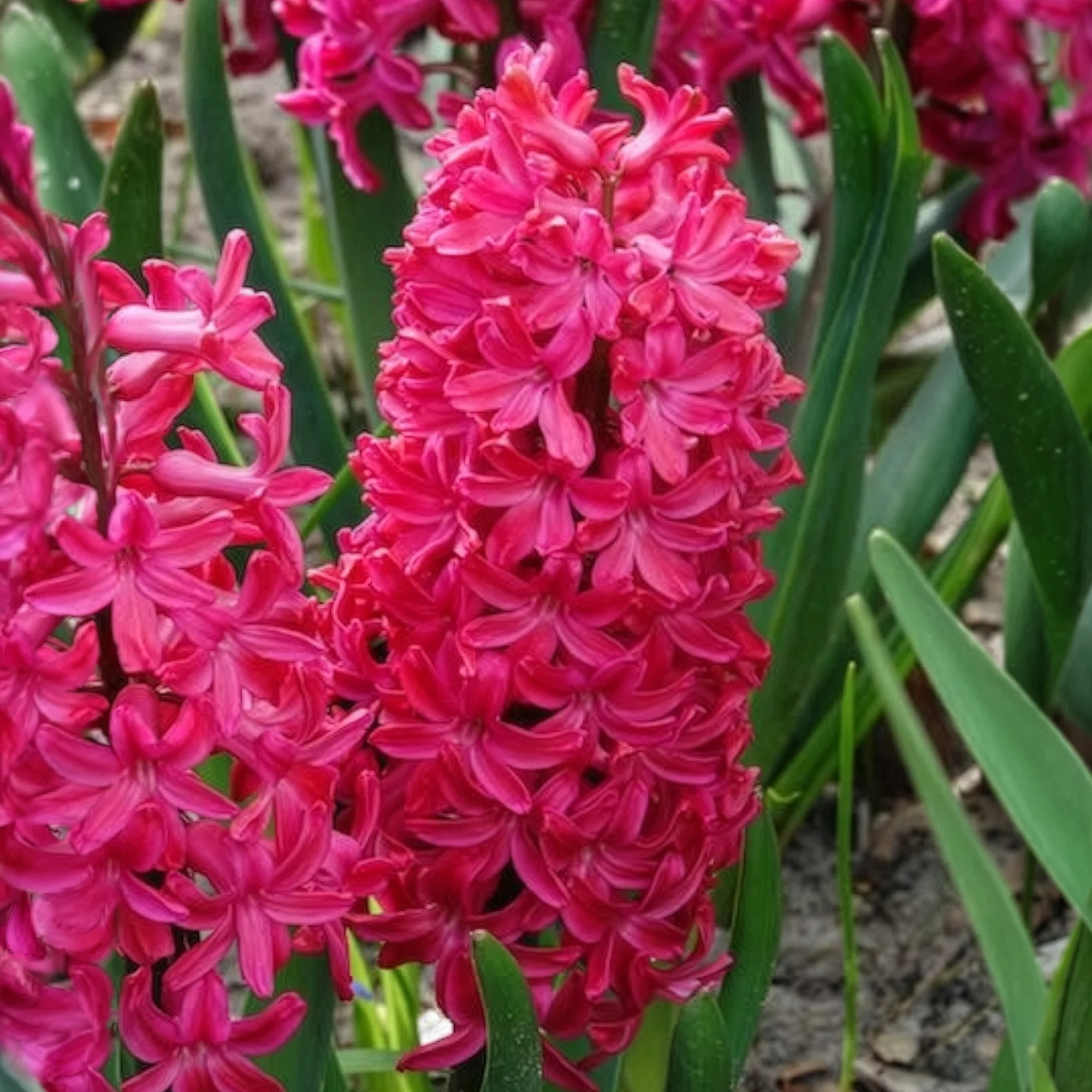 Hyacinthen 'Jan Bos' (x6) - Image 7