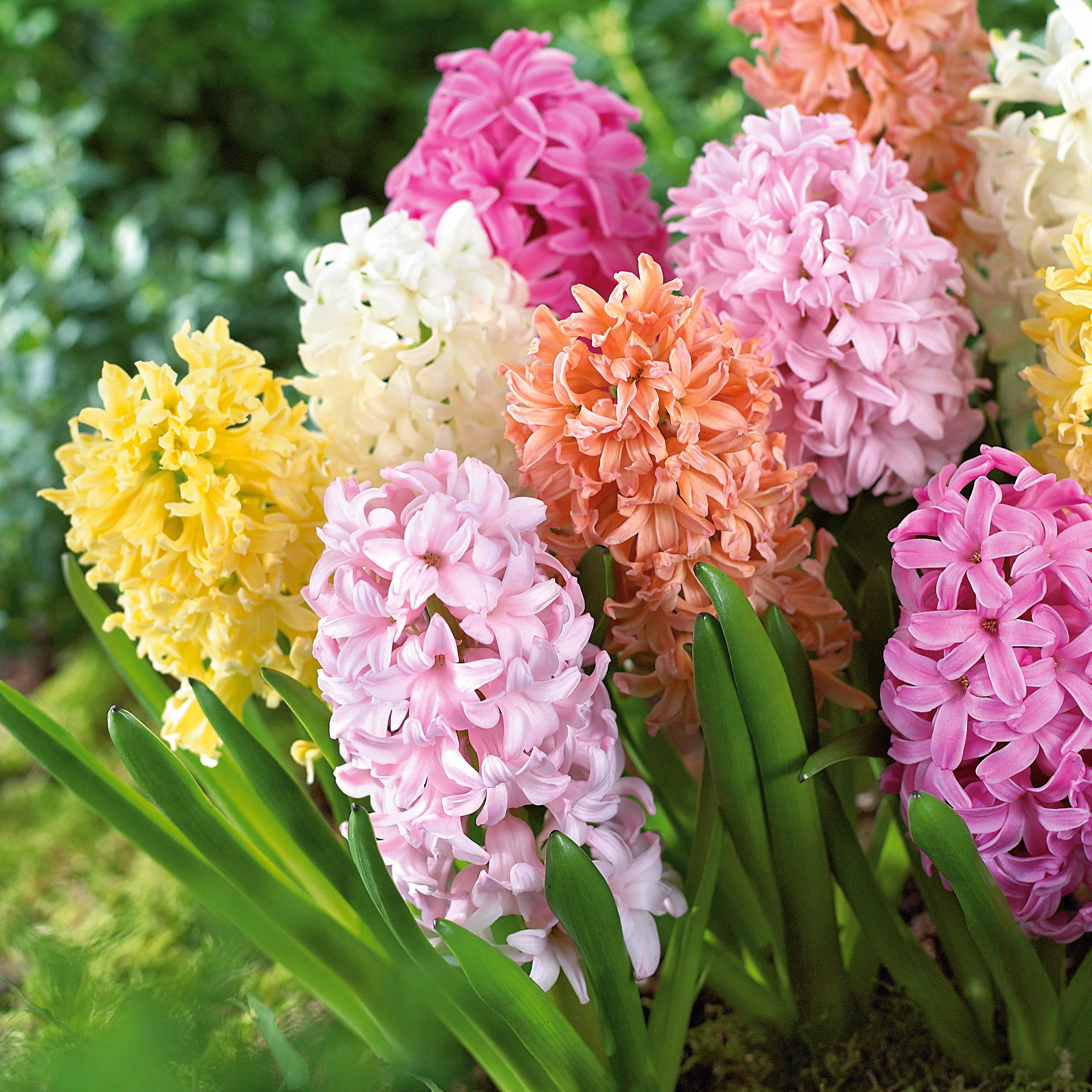 Hyacinthen pastel gemengd (x20)