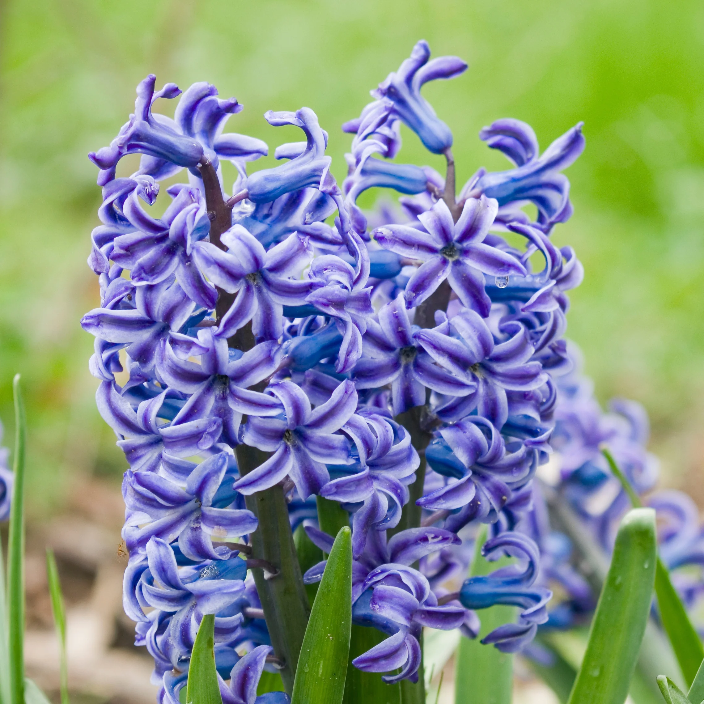 Miniatuur 1
