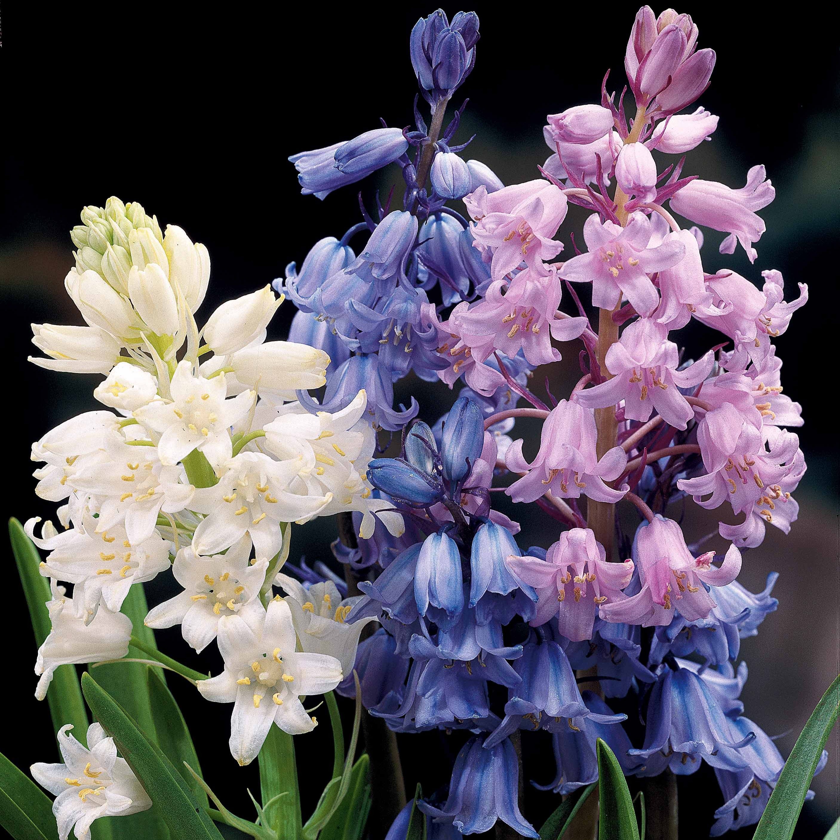 Hyacinthoides gemengd (x5)