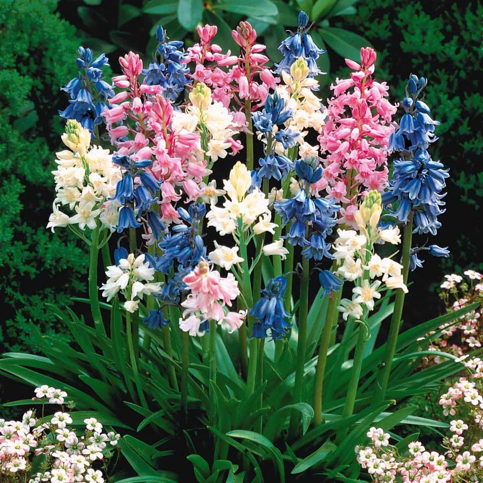 Hyacinthoides gemengd (x5) - Image 2