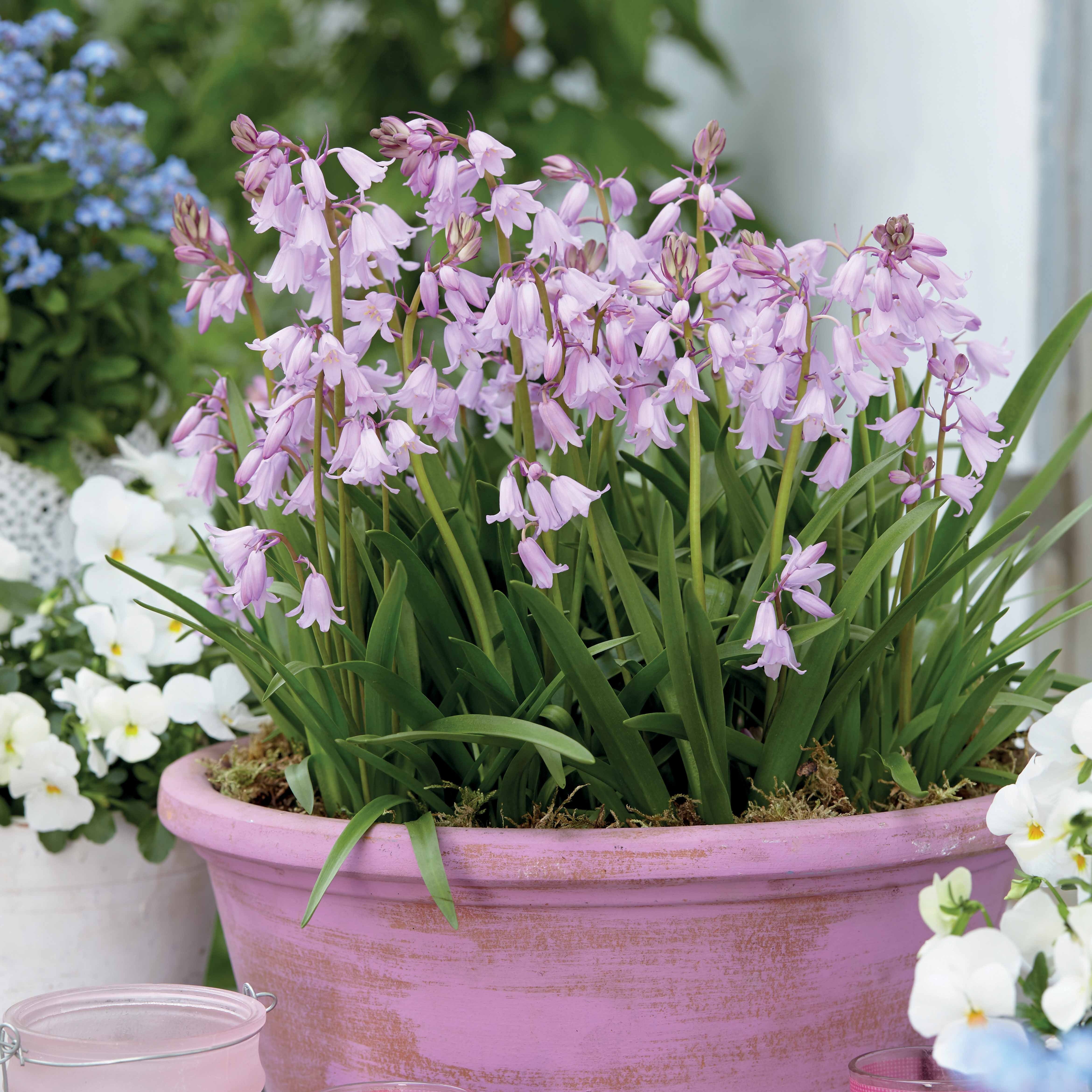 Hyacinthoides gemengd (x10)