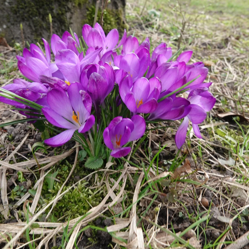 Hybride Crocussen Ruby Giant - Image 2