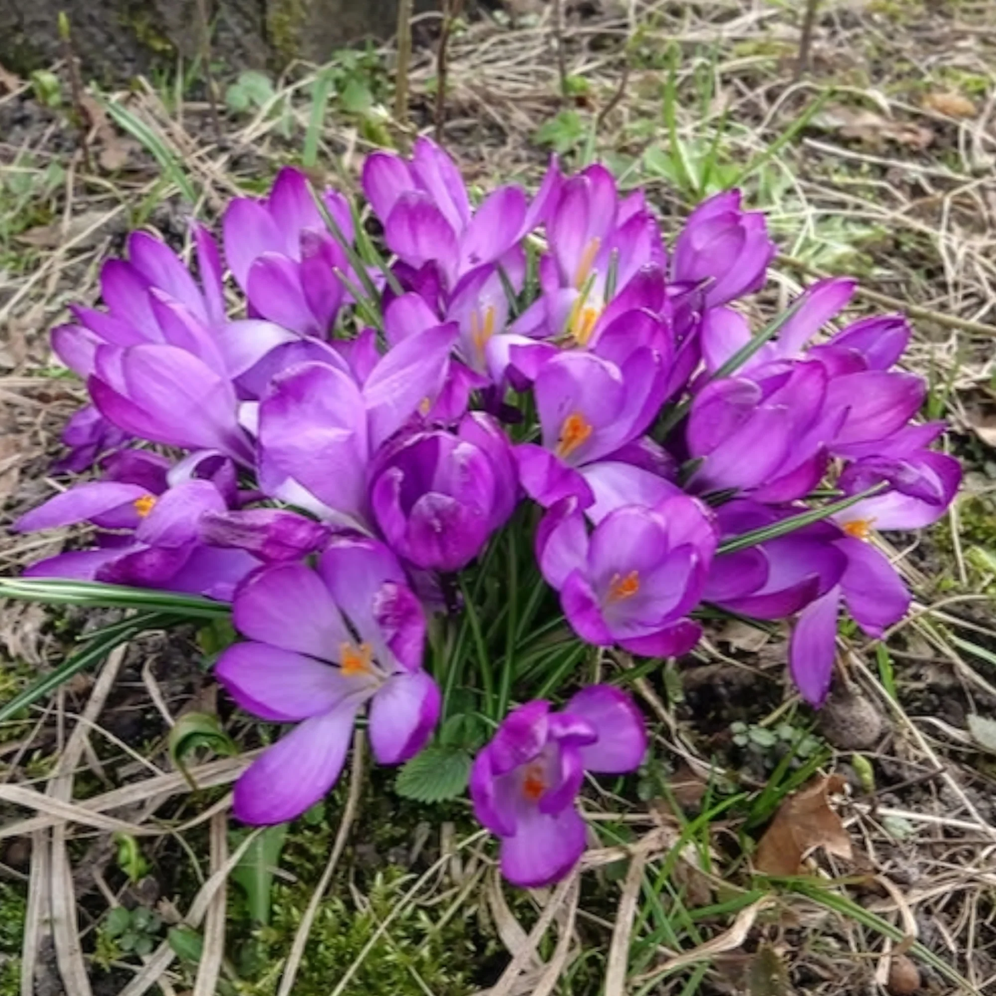 Hybride Crocussen Ruby Giant - Image 4
