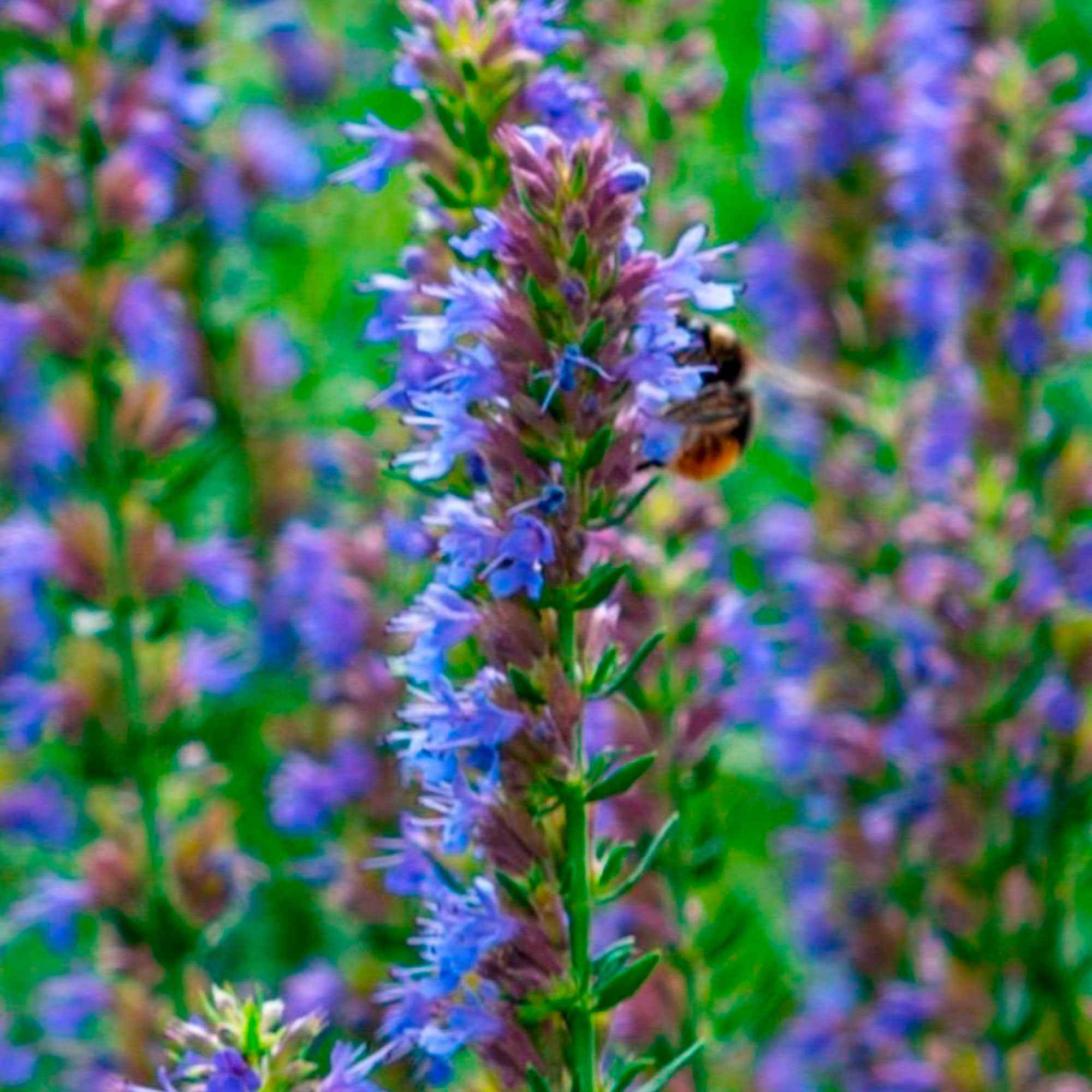 Hyssop - Image 2