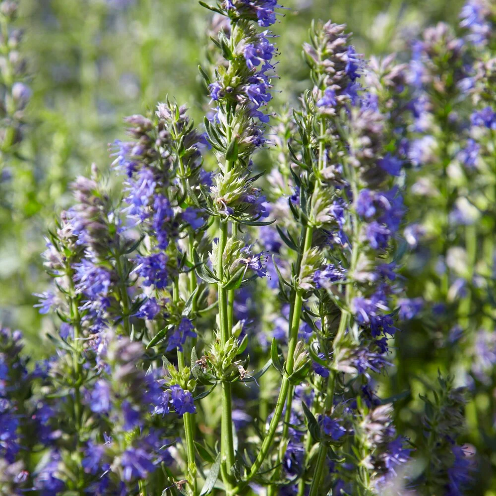 Hyssop - BIO