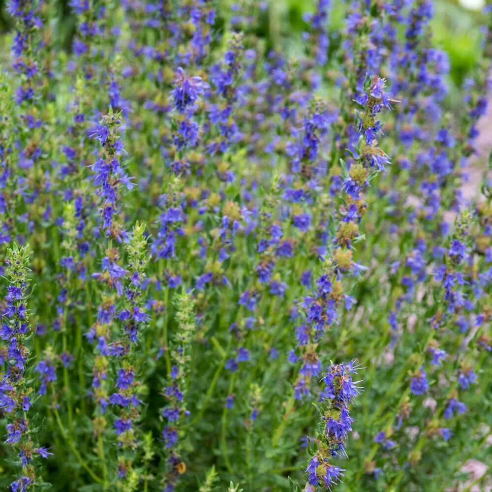 Hyssop - BIO - Image 2