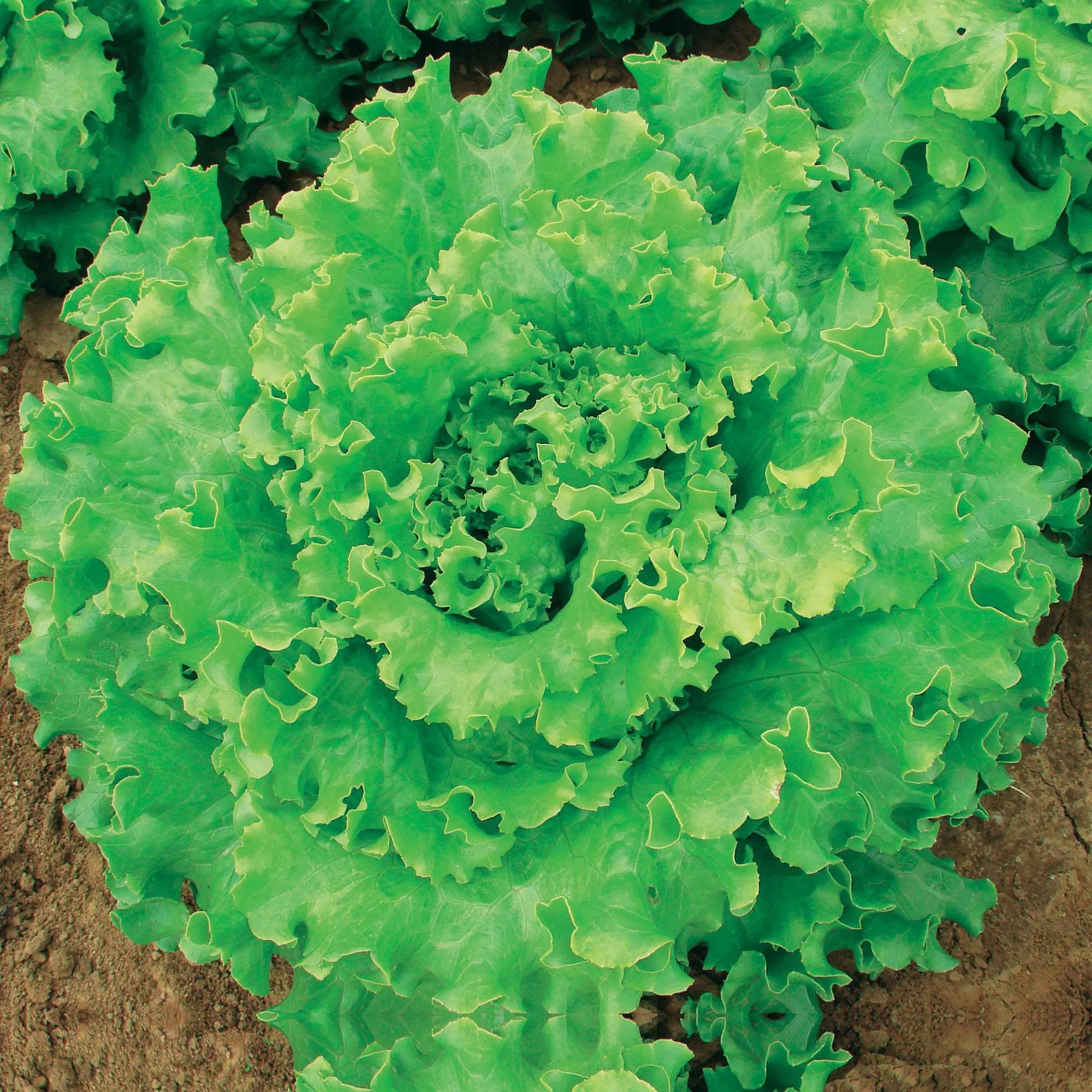 IJsbergsla 'Florine' - Image 3