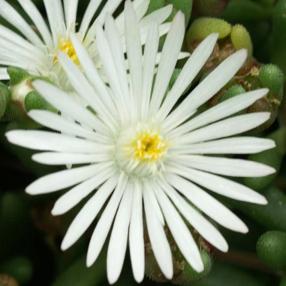 IJsbloem 'Graaf Reinet' - Image 3