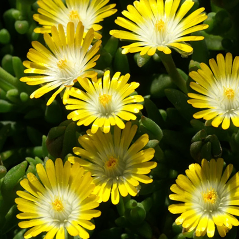 IJsbloem 'Jewel of Desert Peridott'®