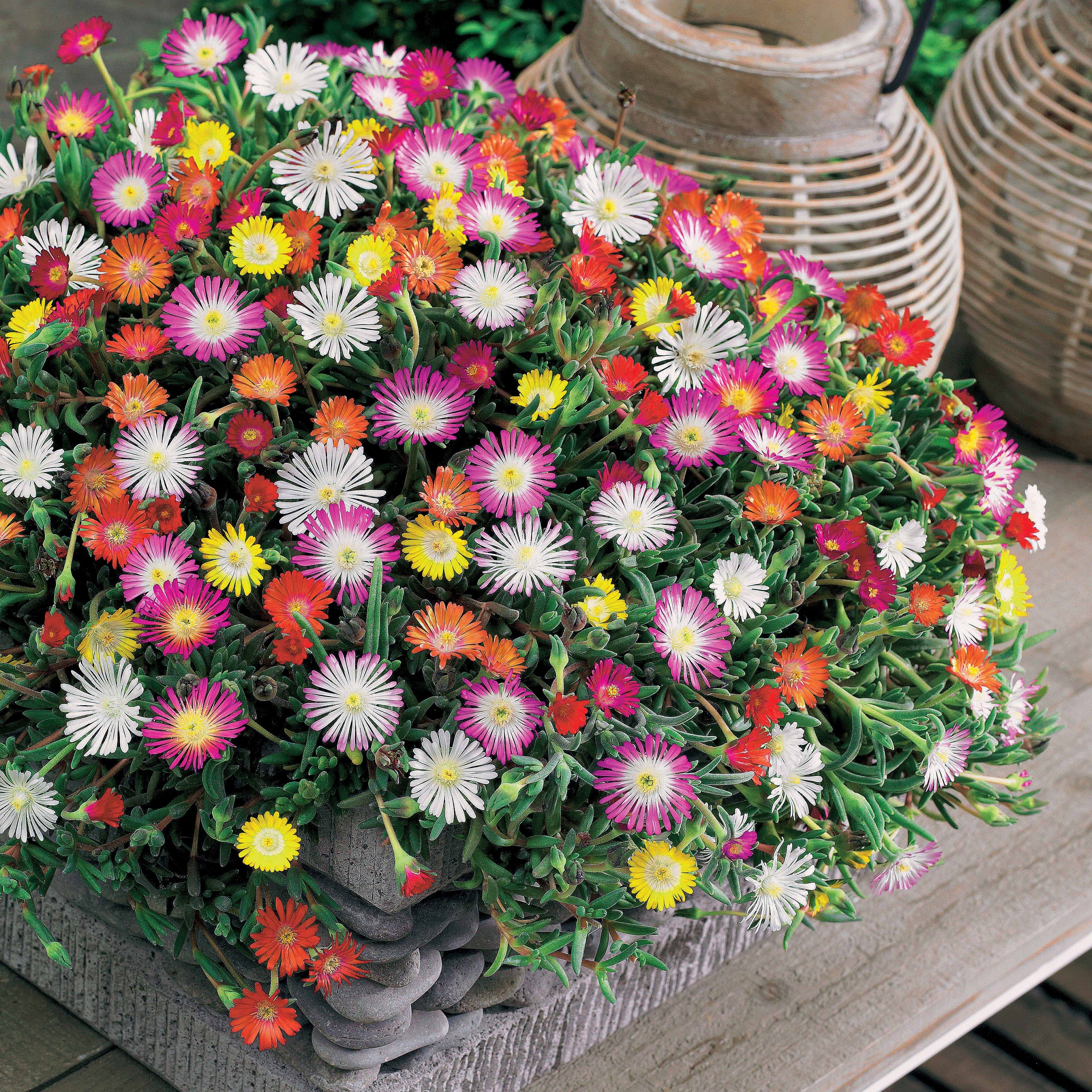 IJsbloem Mix (x3)