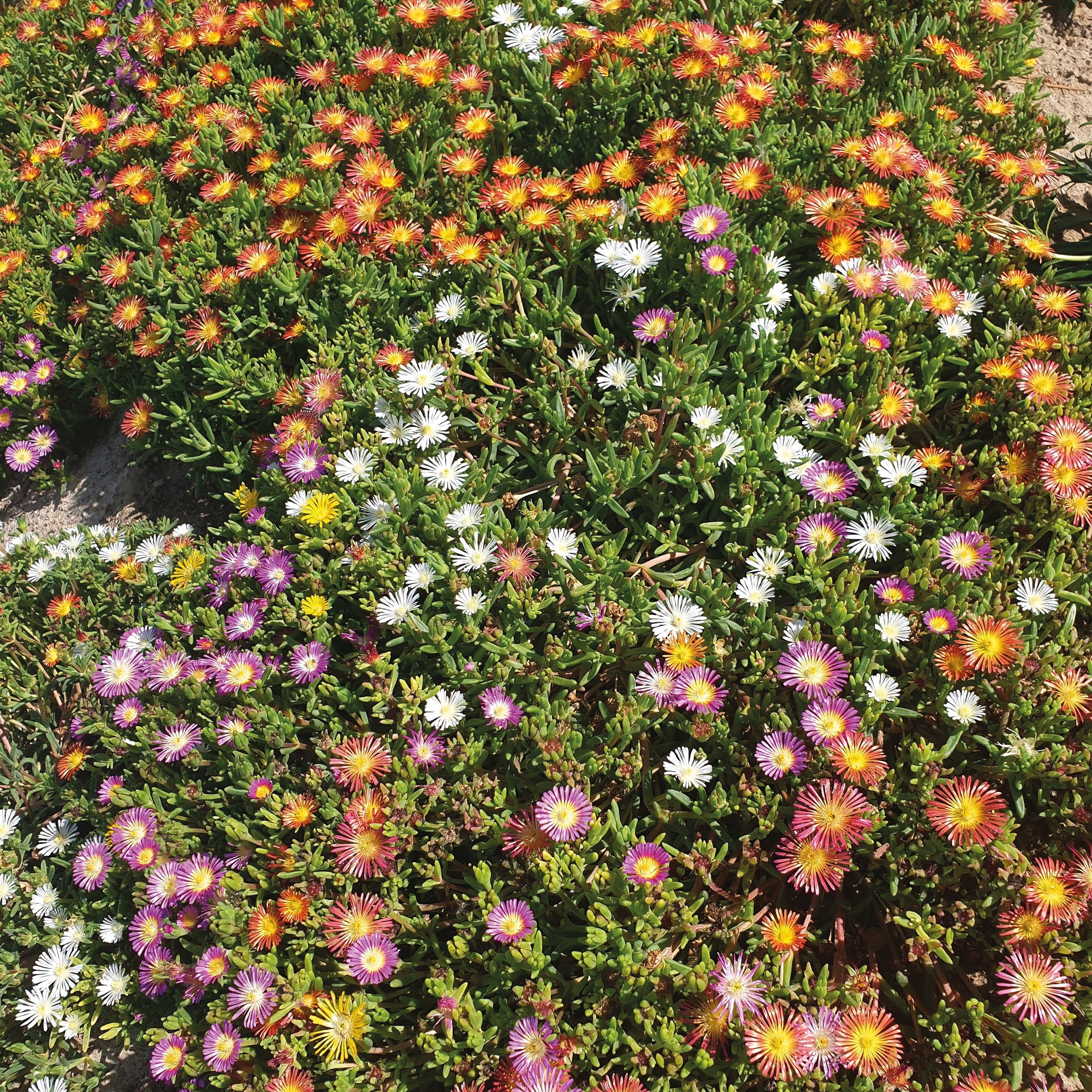 IJsbloem Mix (x3) - Image 2