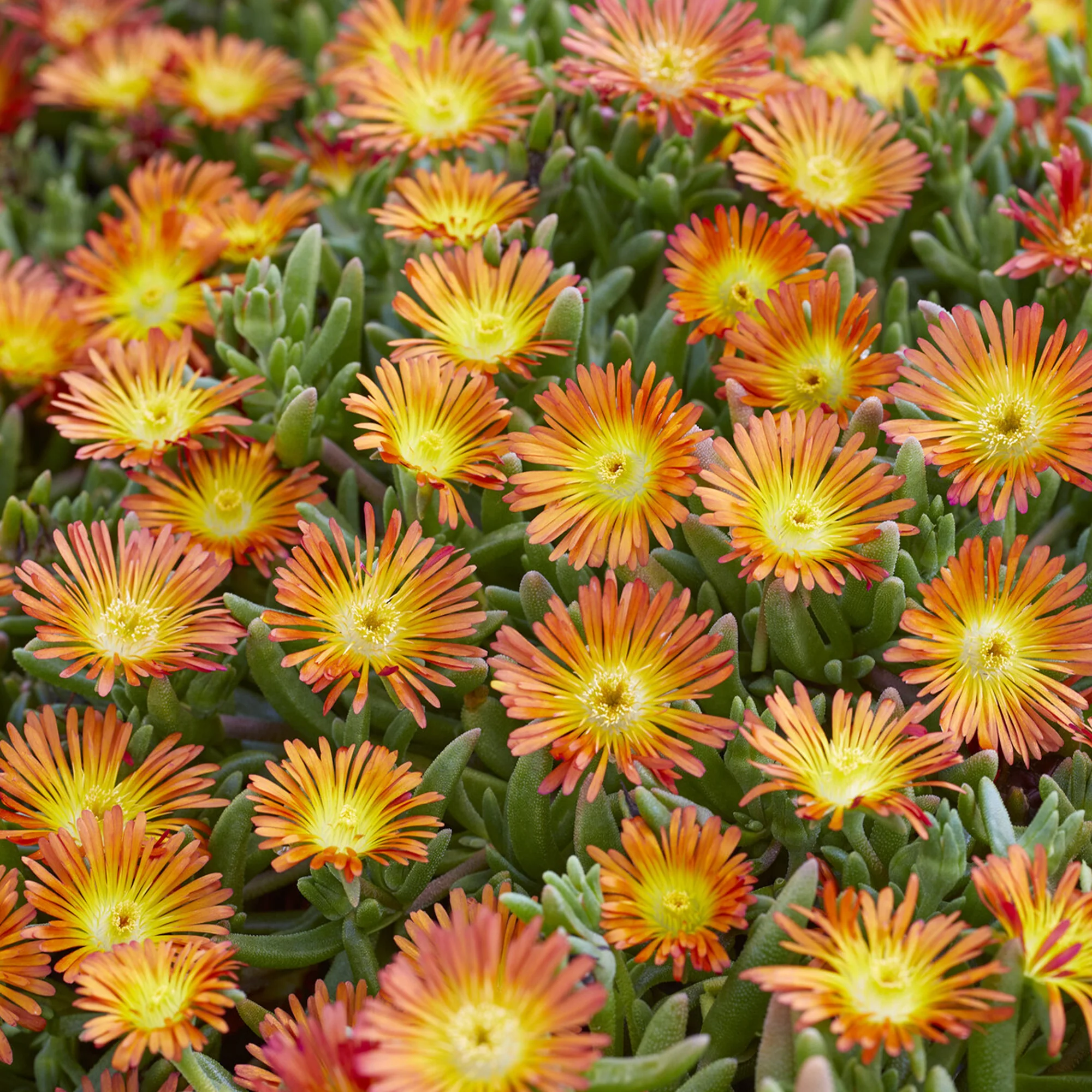 Ijsbloem 'Orange Wonder'® - Image 3