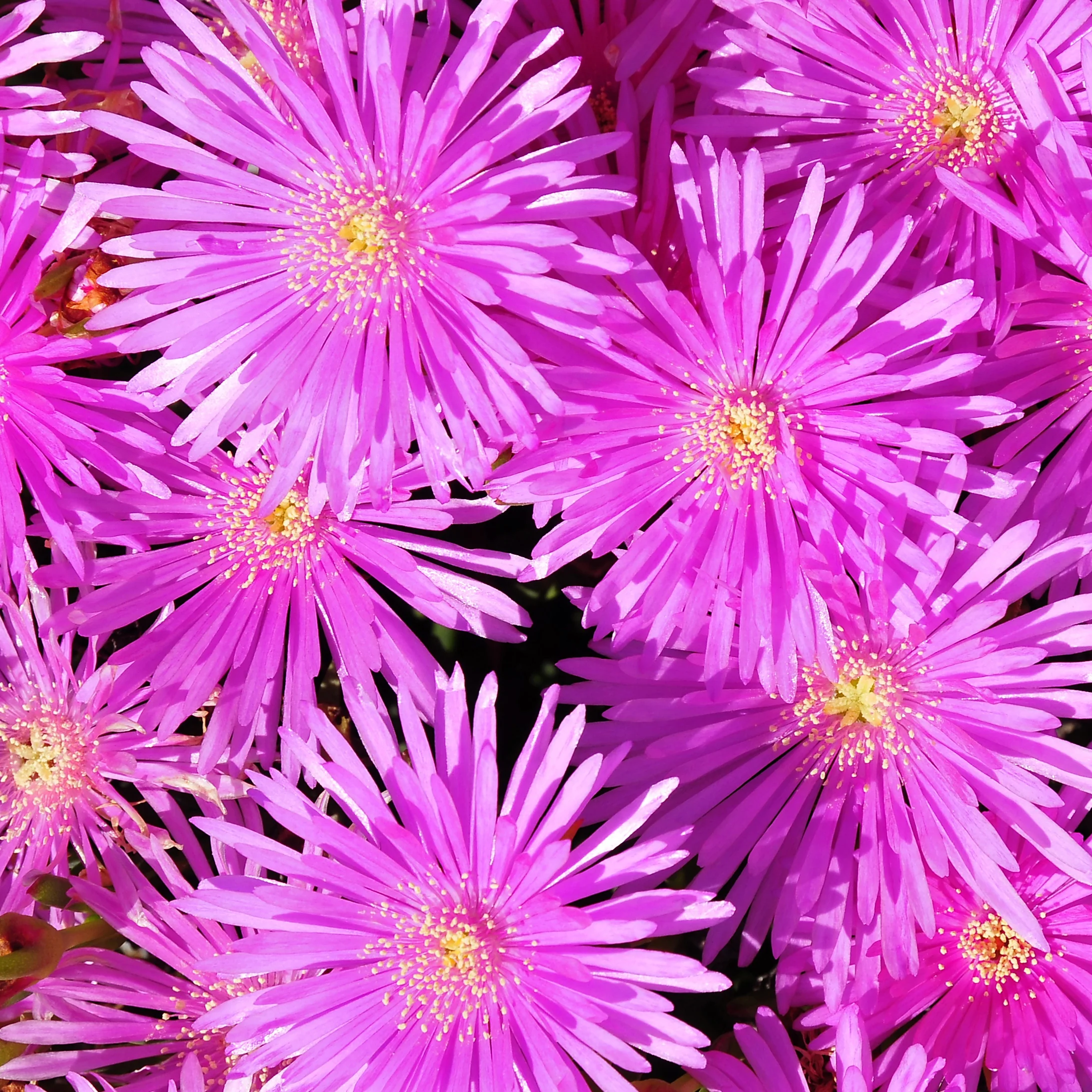 IJsbloem - paars - Image 2