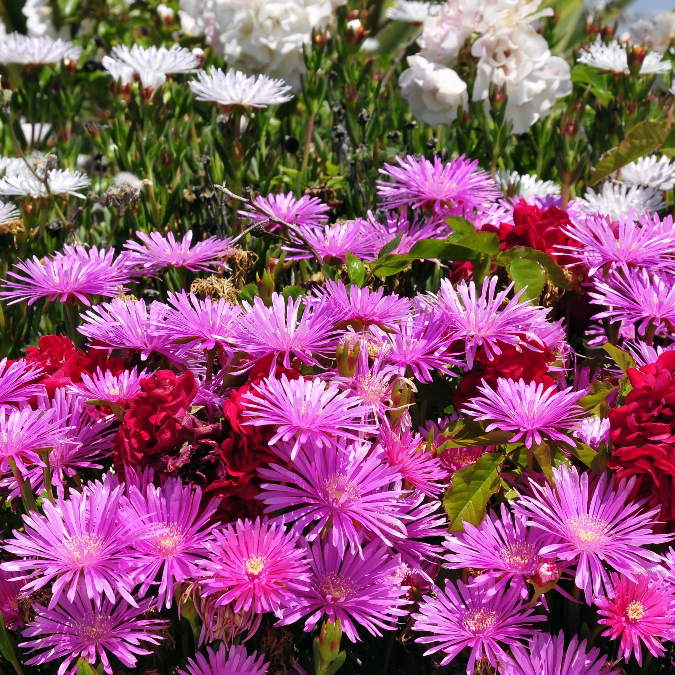 IJsbloem - paars - Image 3