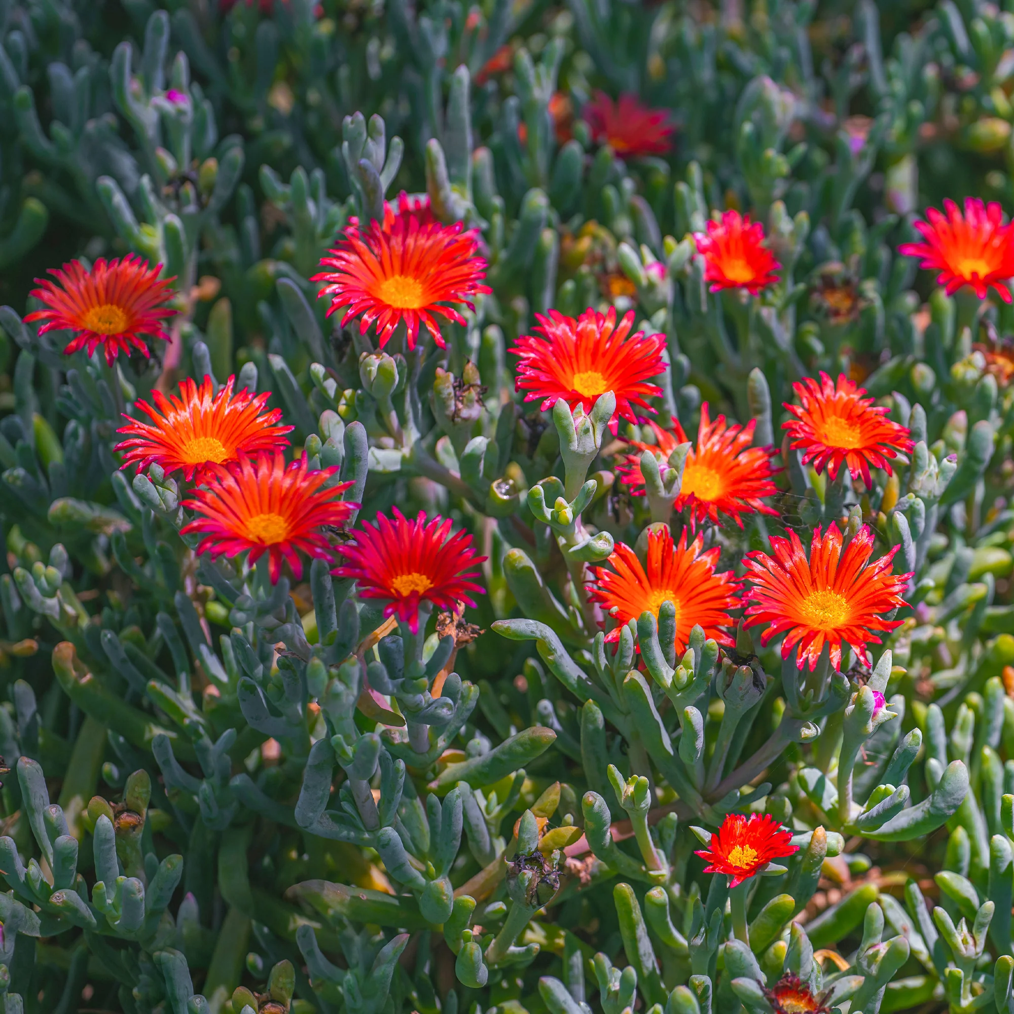 IJsbloem - rood