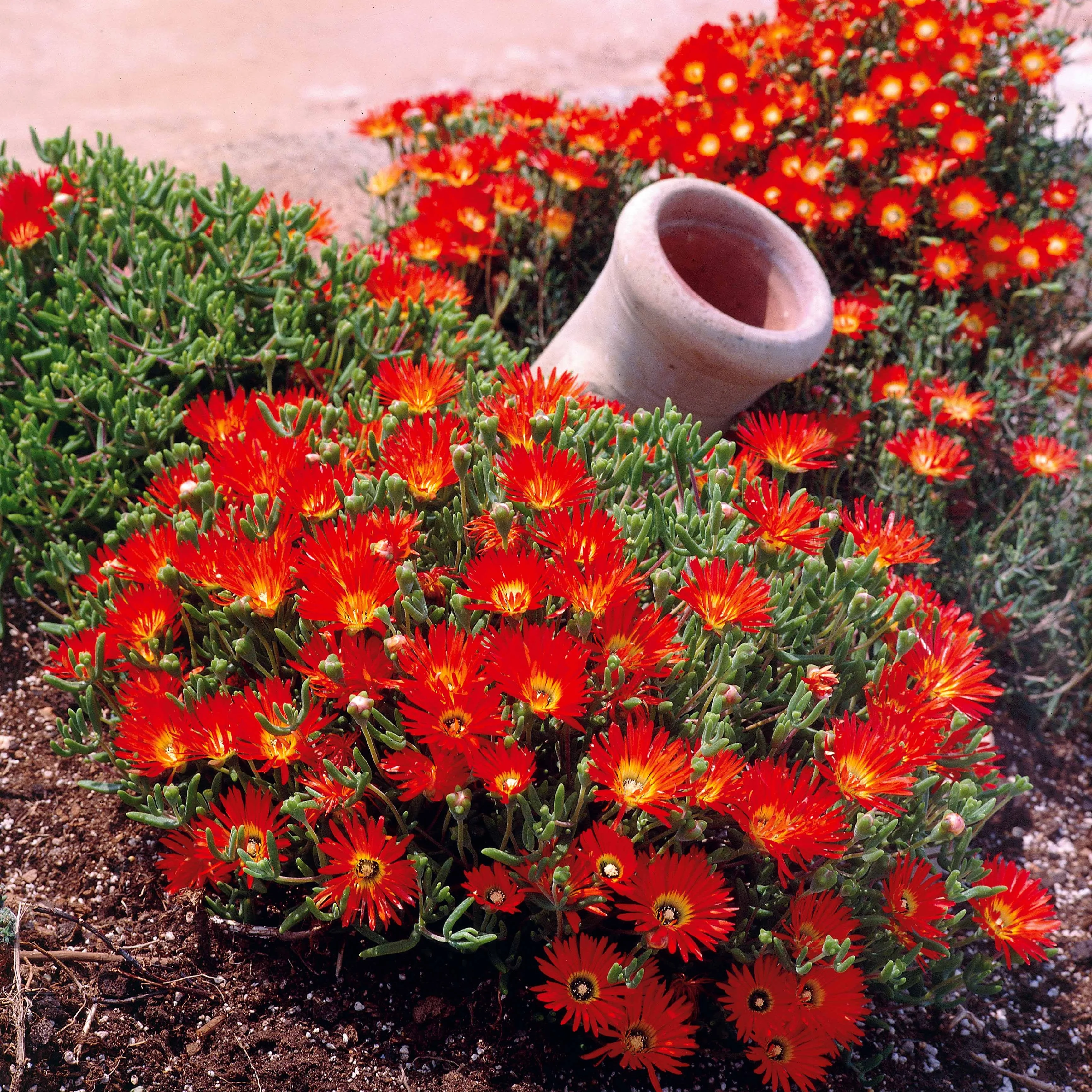 IJsbloem - rood - Image 2