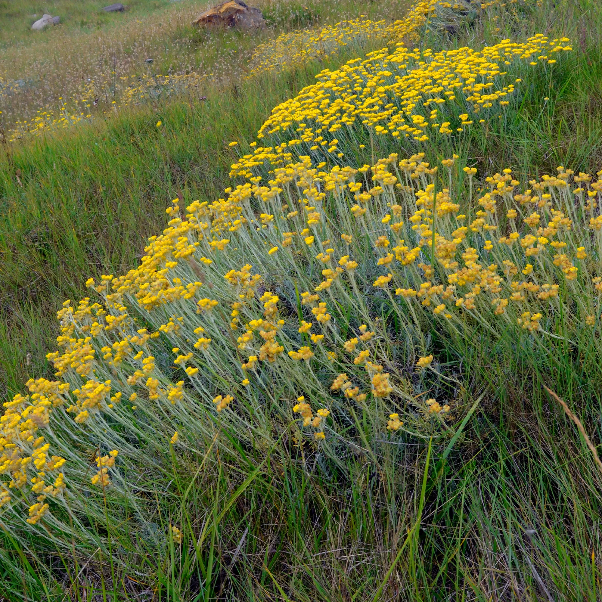 Immortelle/Herbe à curry - Image 2