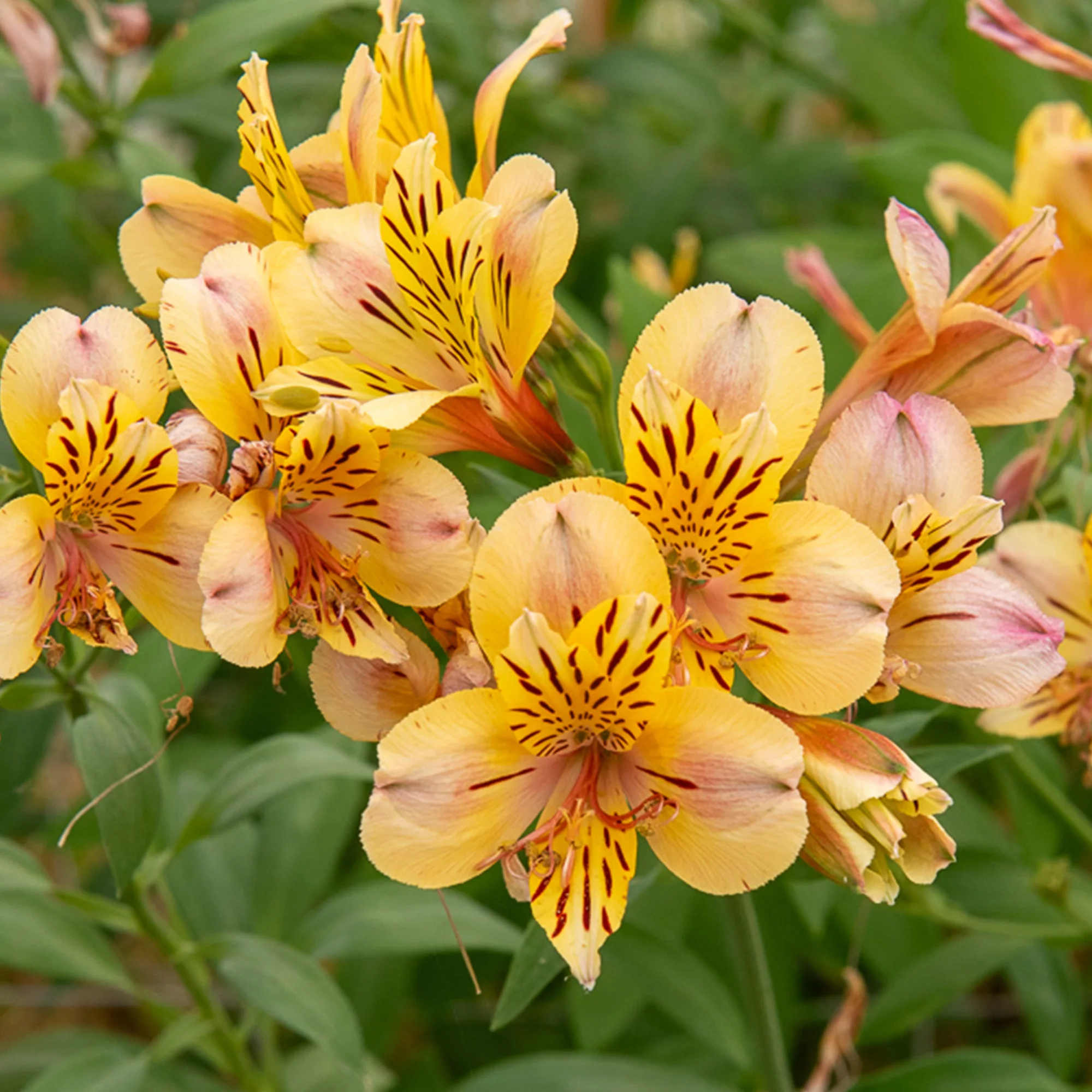 Miniatuur 2