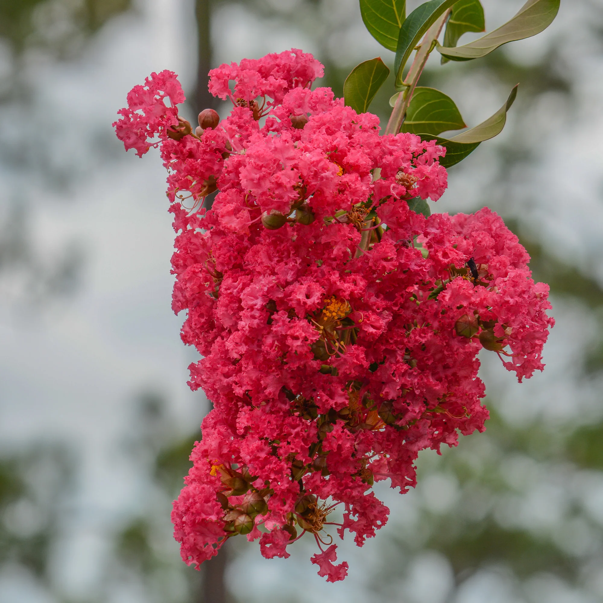 Indiase sering dynamiet - Image 2