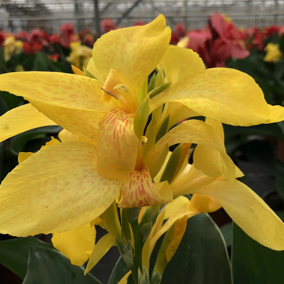 Indisch bloemriet 'Electric Lemonade'®