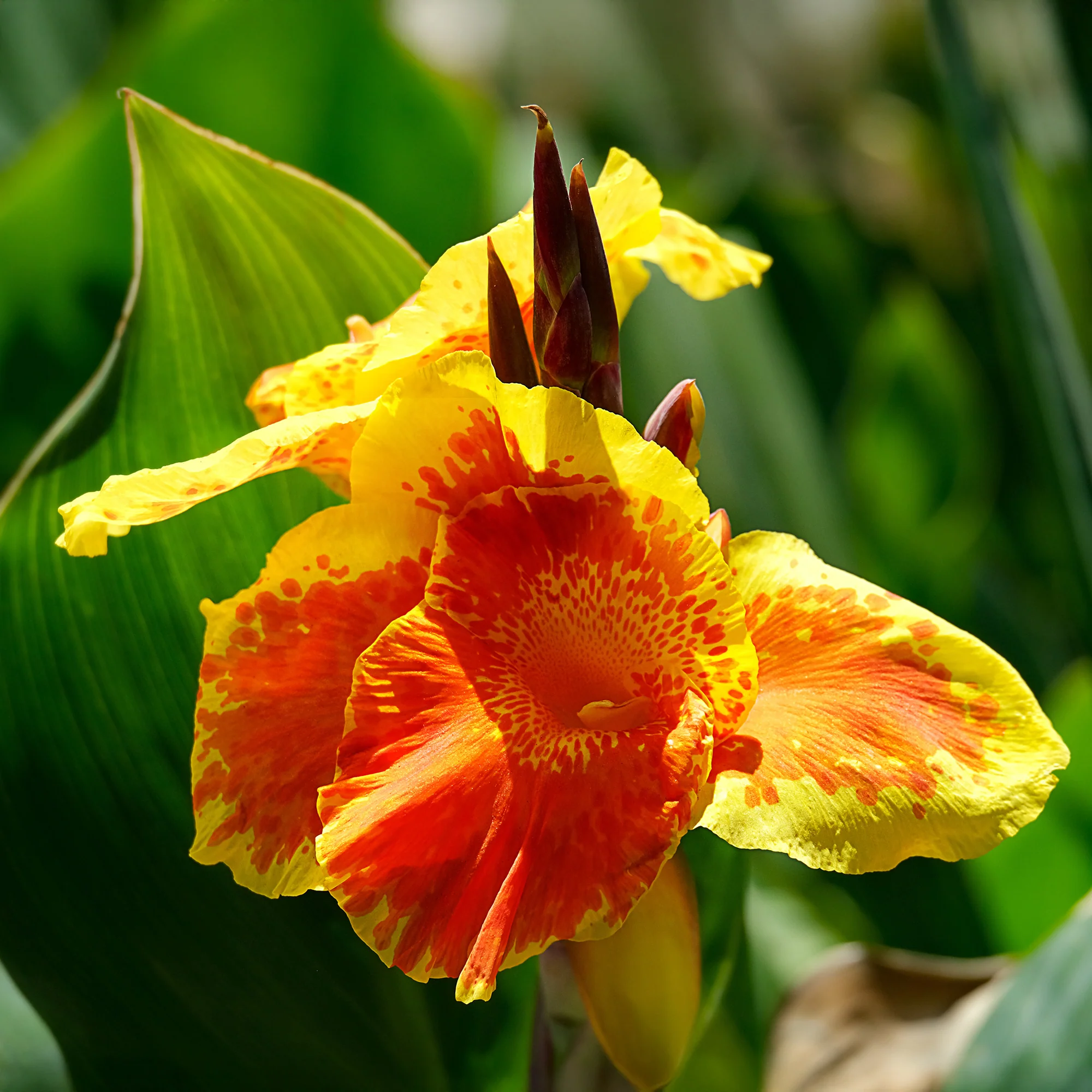 Indisch bloemriet 'Gold'®