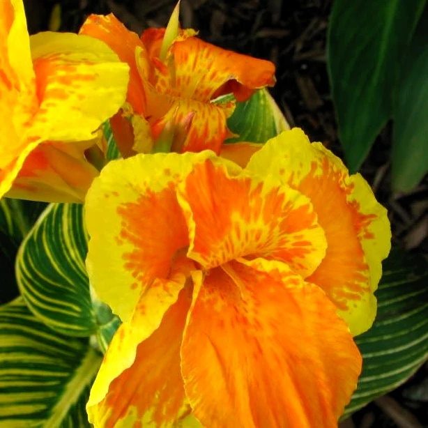 Indisch bloemriet 'Gold'® - Image 2