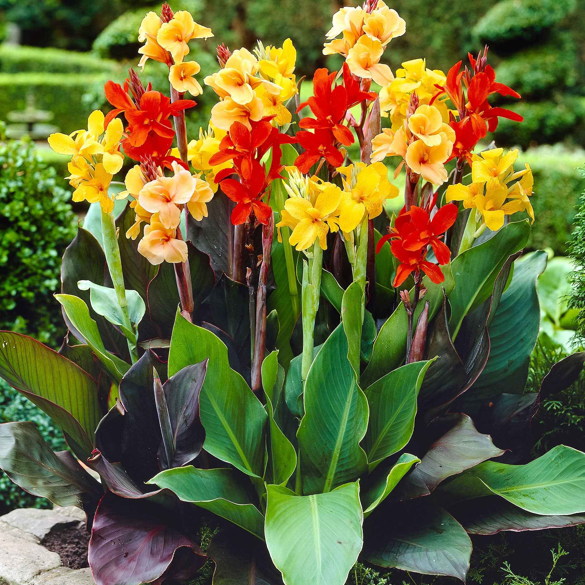 Indisch bloemriet Mix (x4)