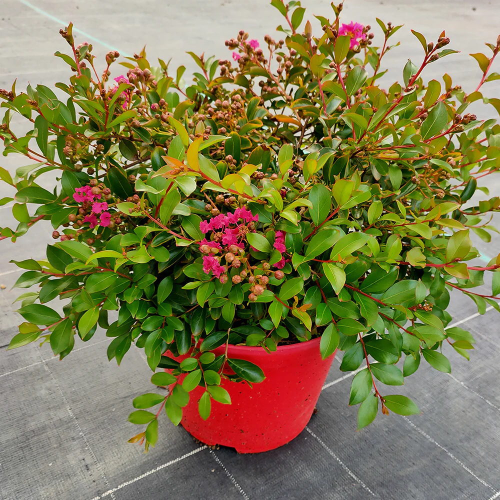 Indische sering 'Indica Mimie'® - Image 3