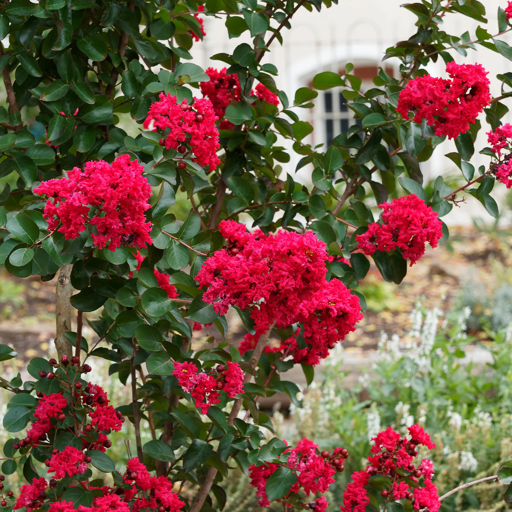 Indische sering Red Rocket