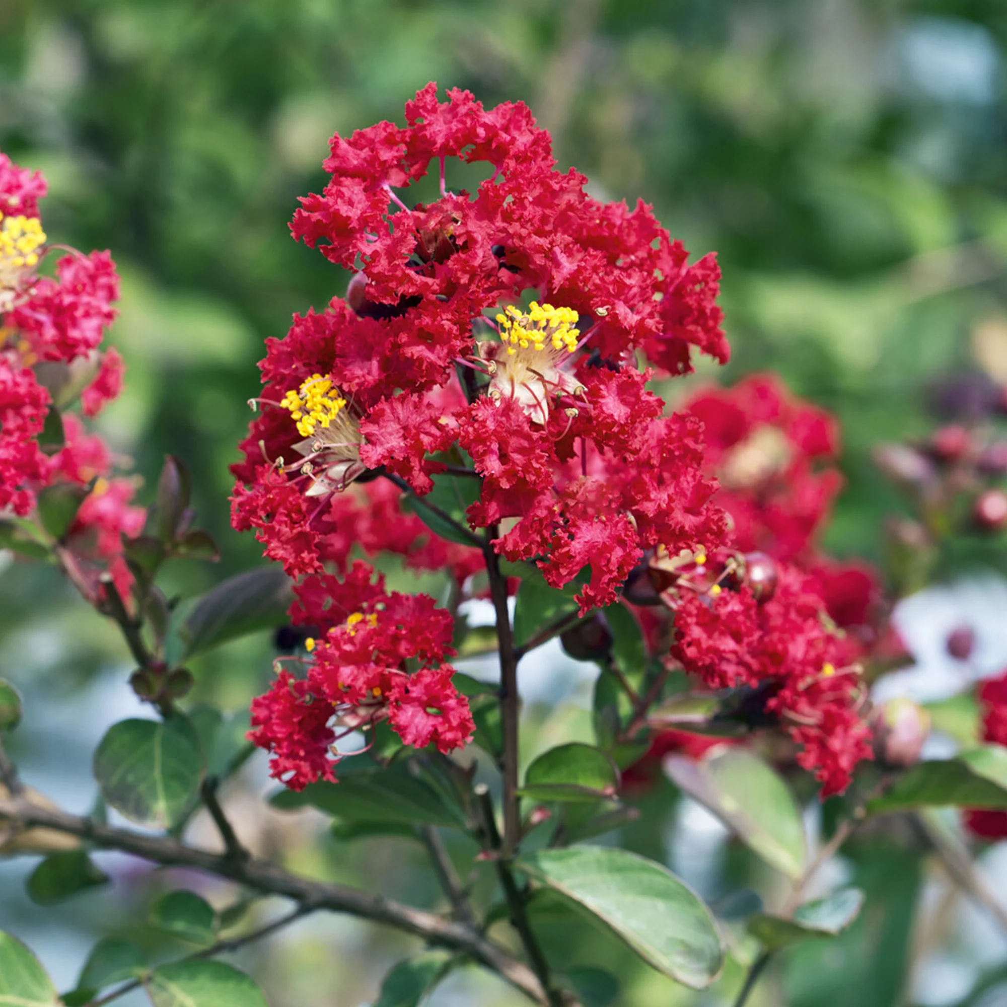 Indische sering Red Rocket - Image 3