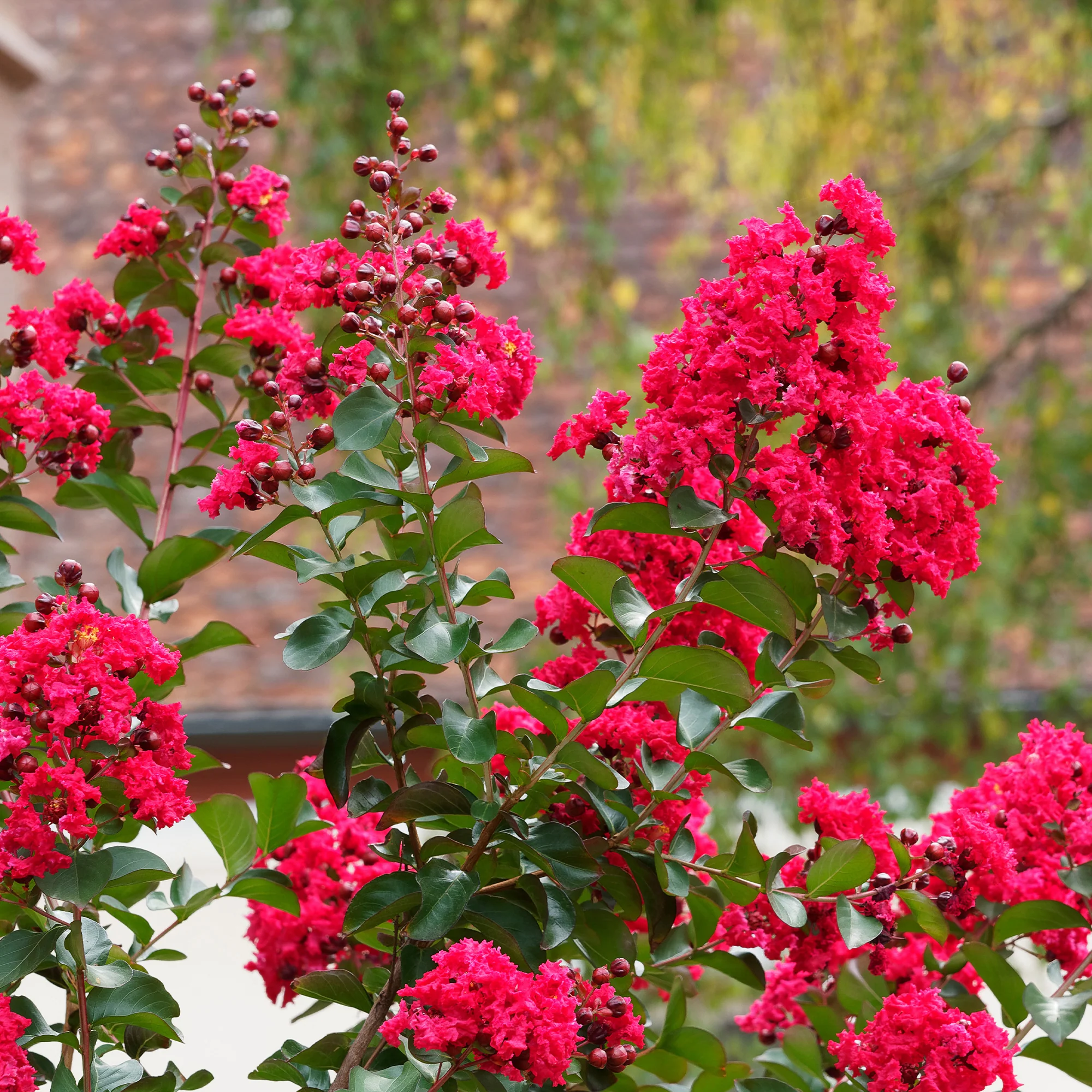 Indische sering Red Rocket - Image 5