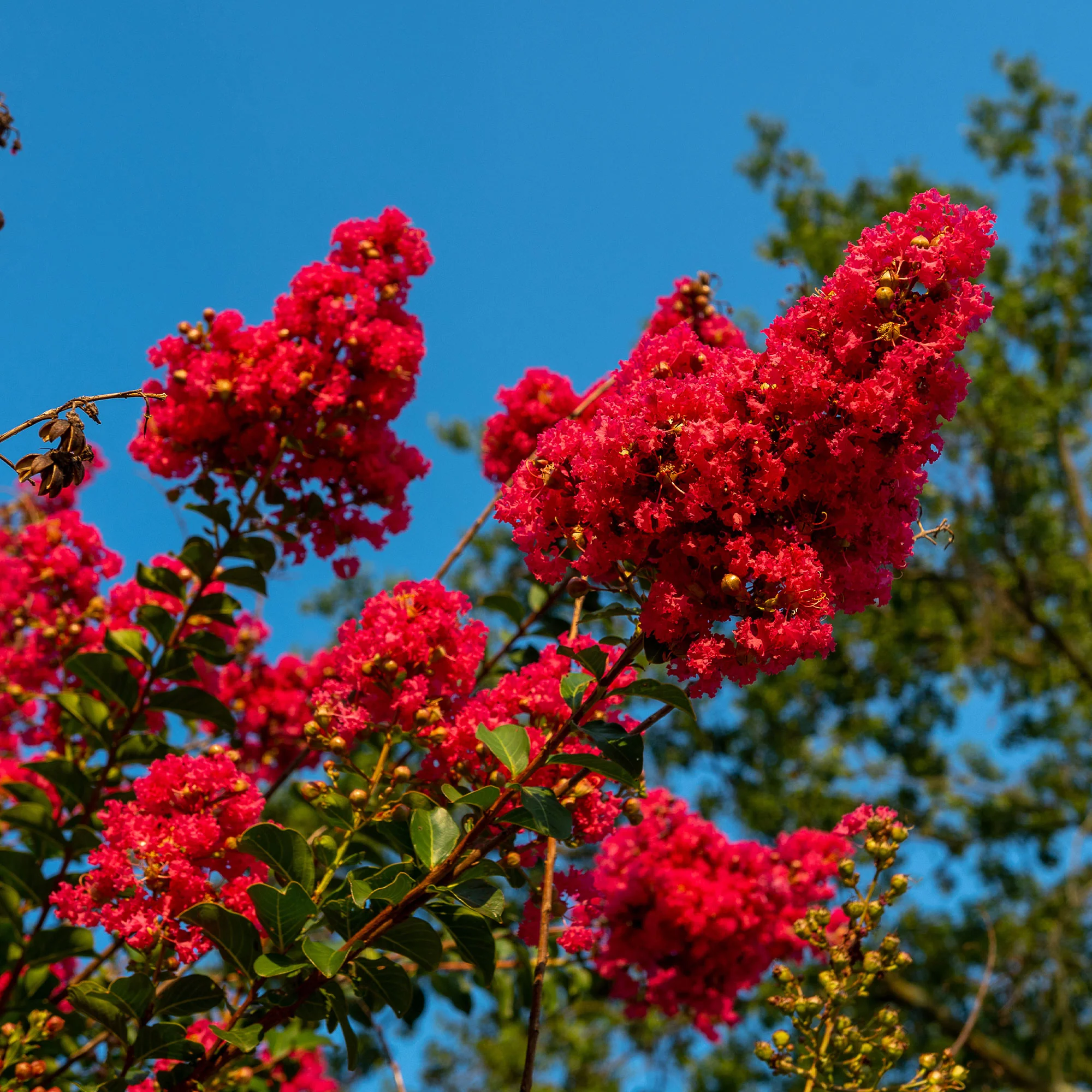 Indische sering Red Rocket - Image 6