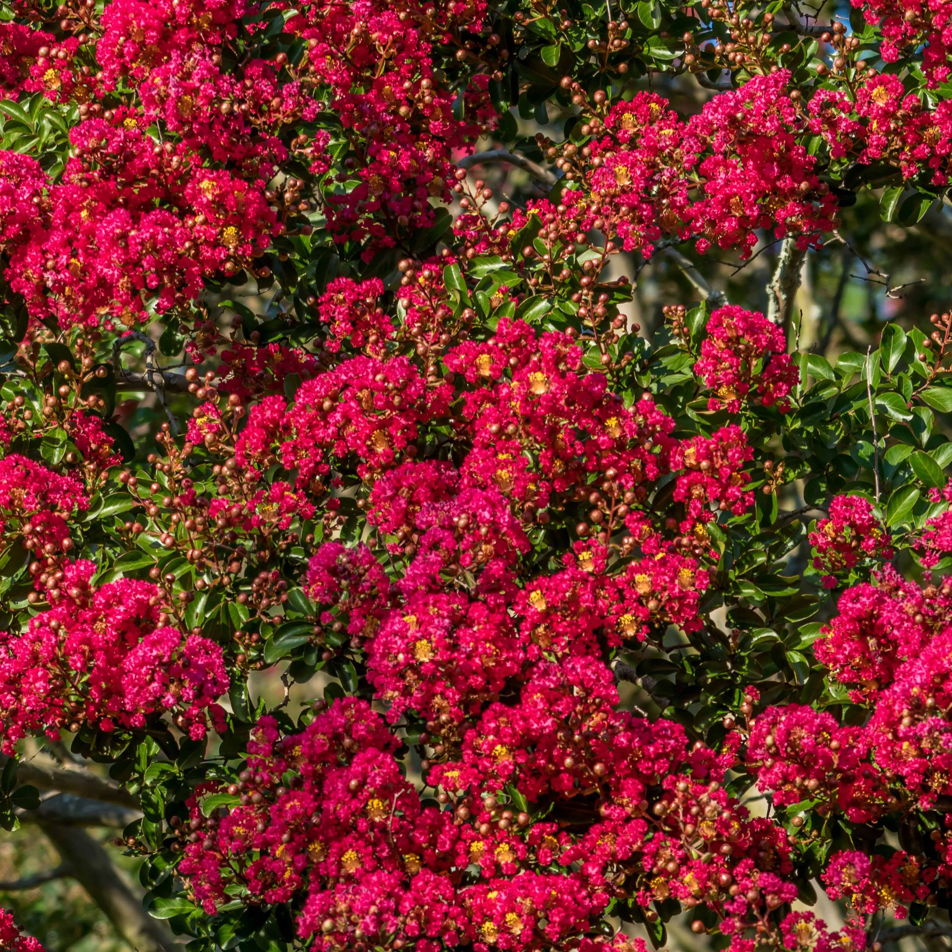 Indische sering - rood - Image 3