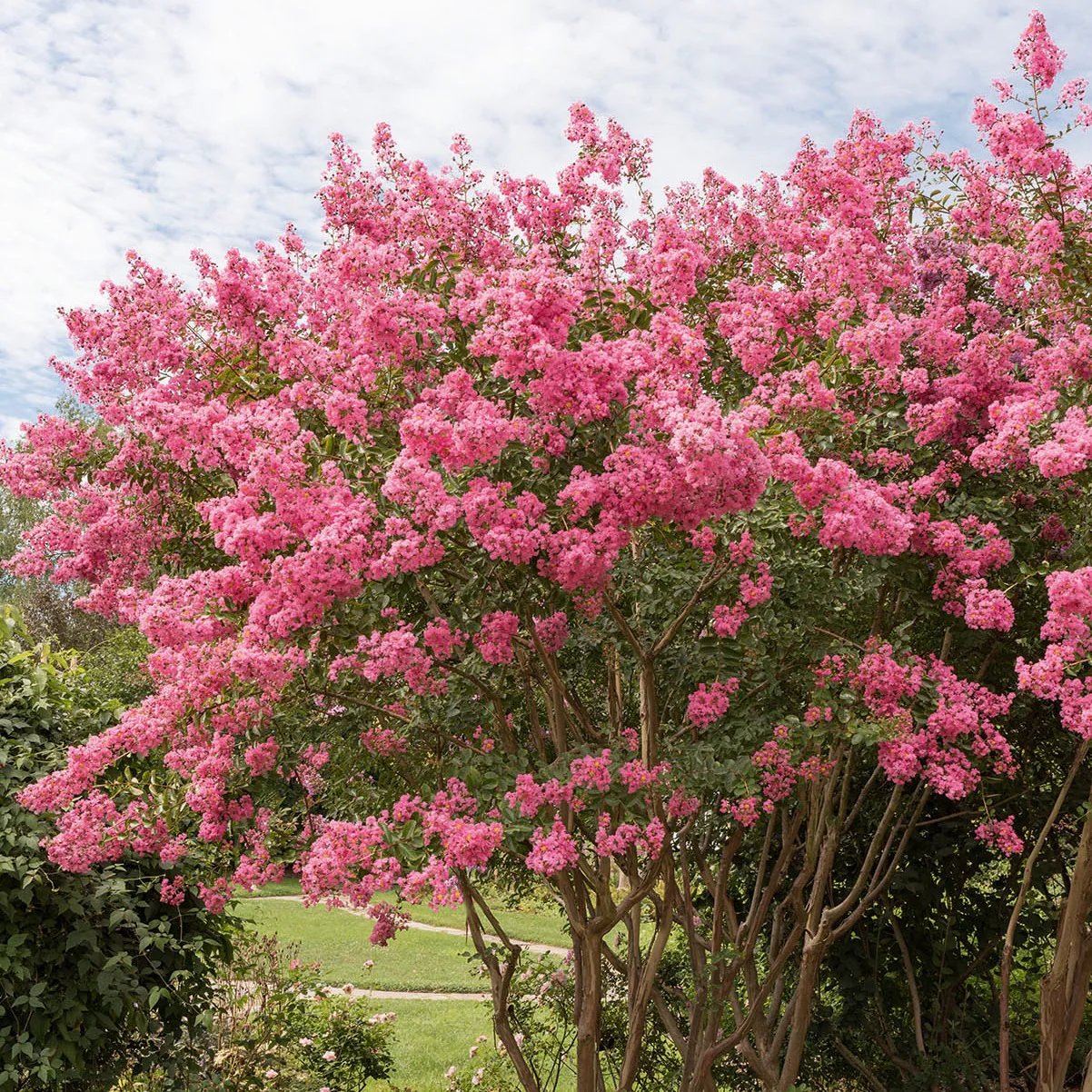 Indische sering - roze - Image 3